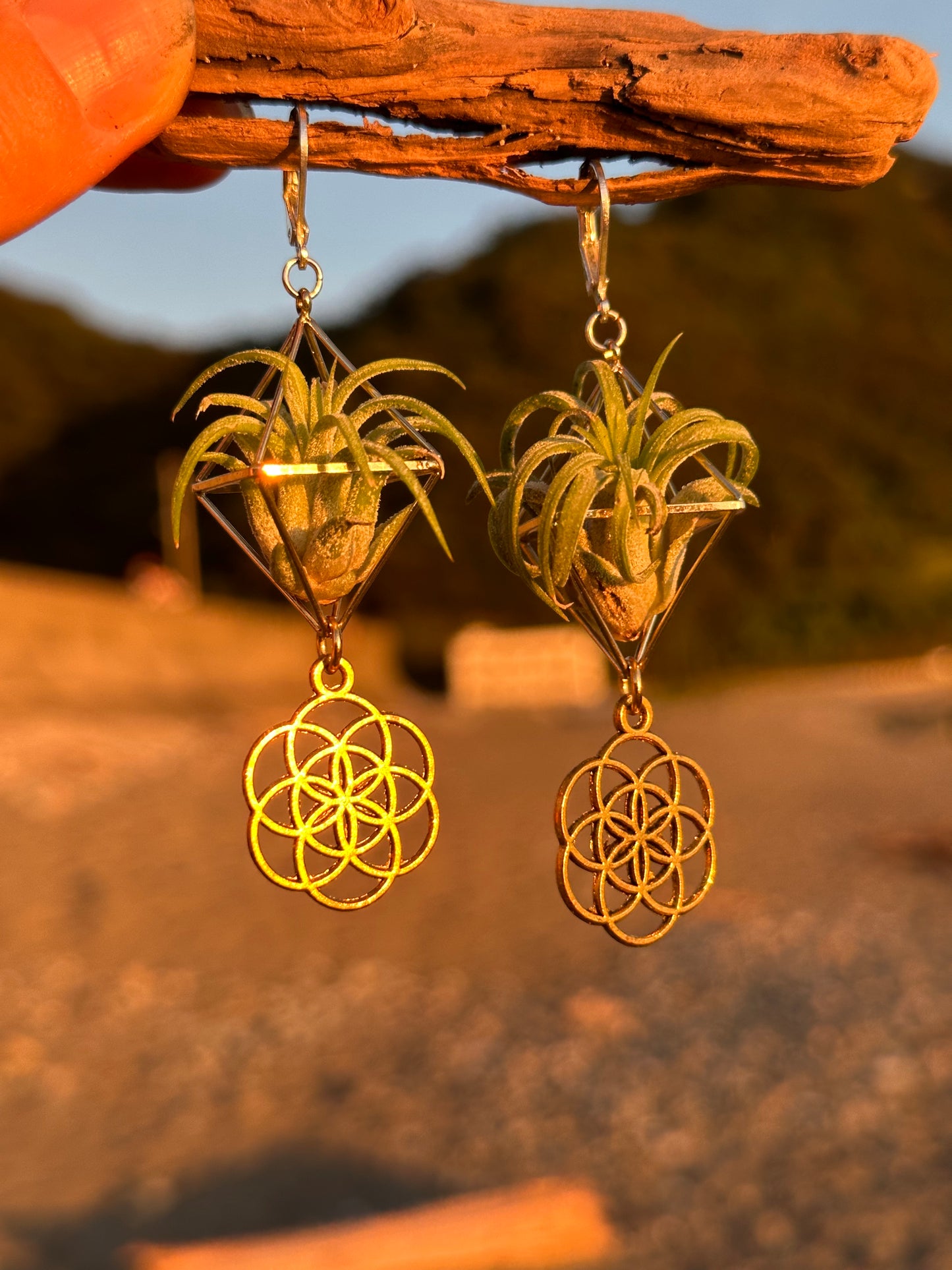 Flower of Life Air Plant Earrings