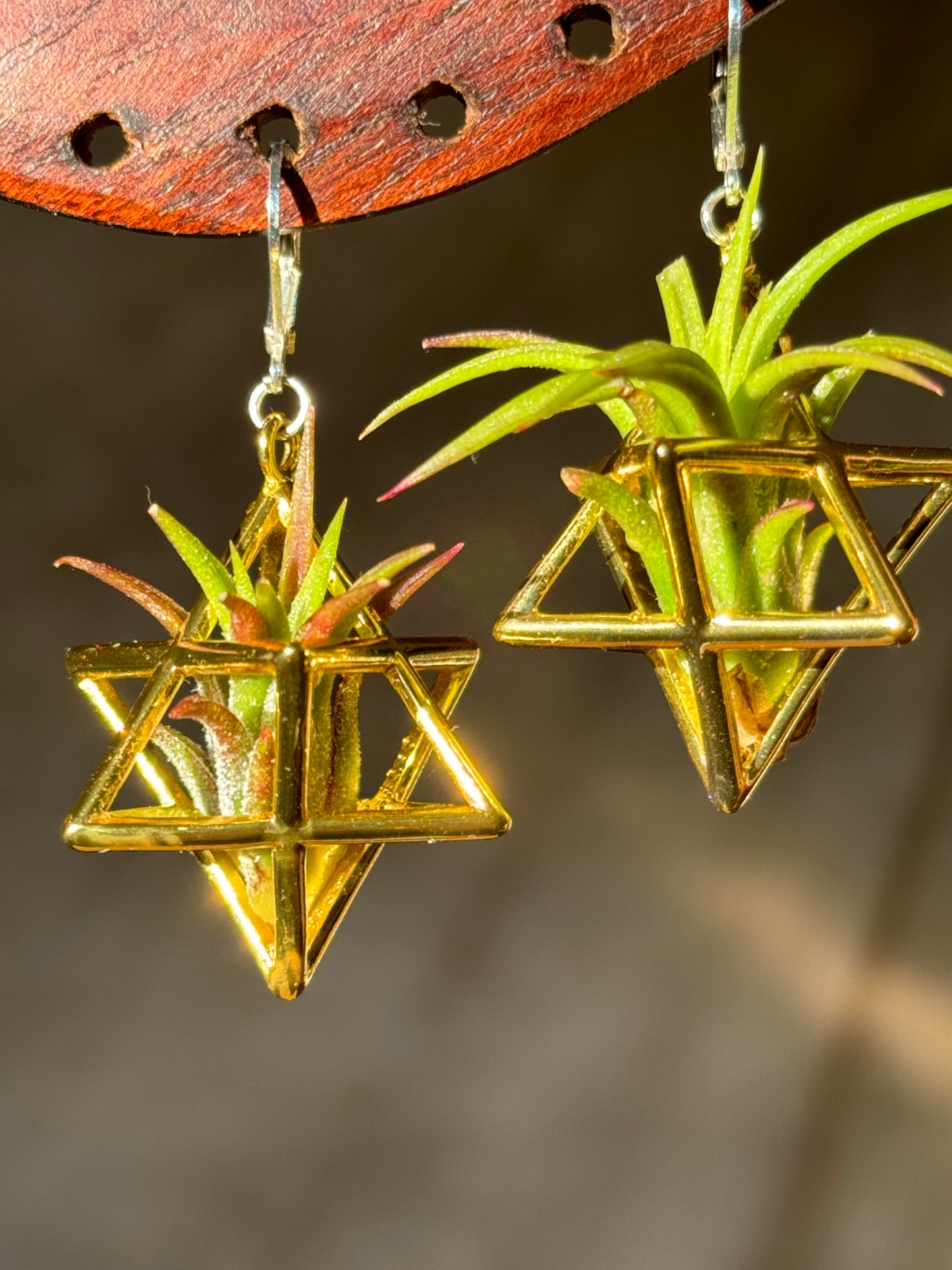 24K Gold Merkaba Ascension Air Plant Earrings ~ 3D Polyhedron Geometric Earrings