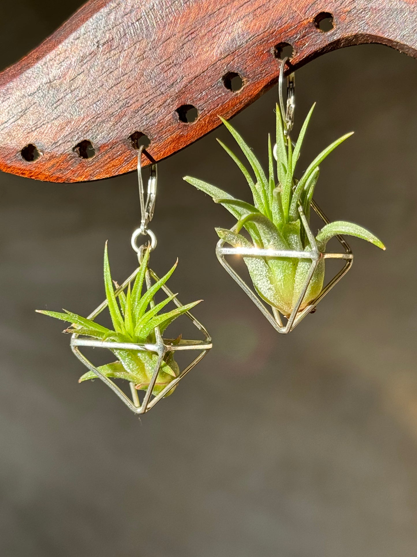 Sterling Silver Mini Octahedron Classic Air Plant Clasp Earrings
