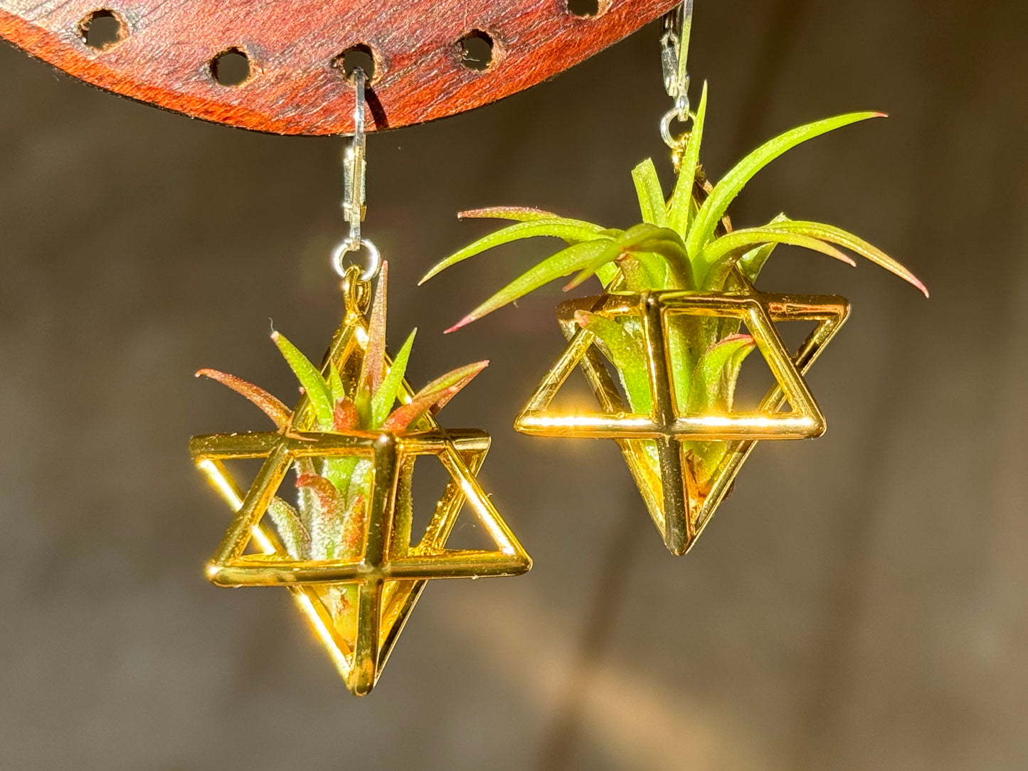 24K Gold Merkaba Ascension Air Plant Earrings ~ 3D Polyhedron Geometric Earrings