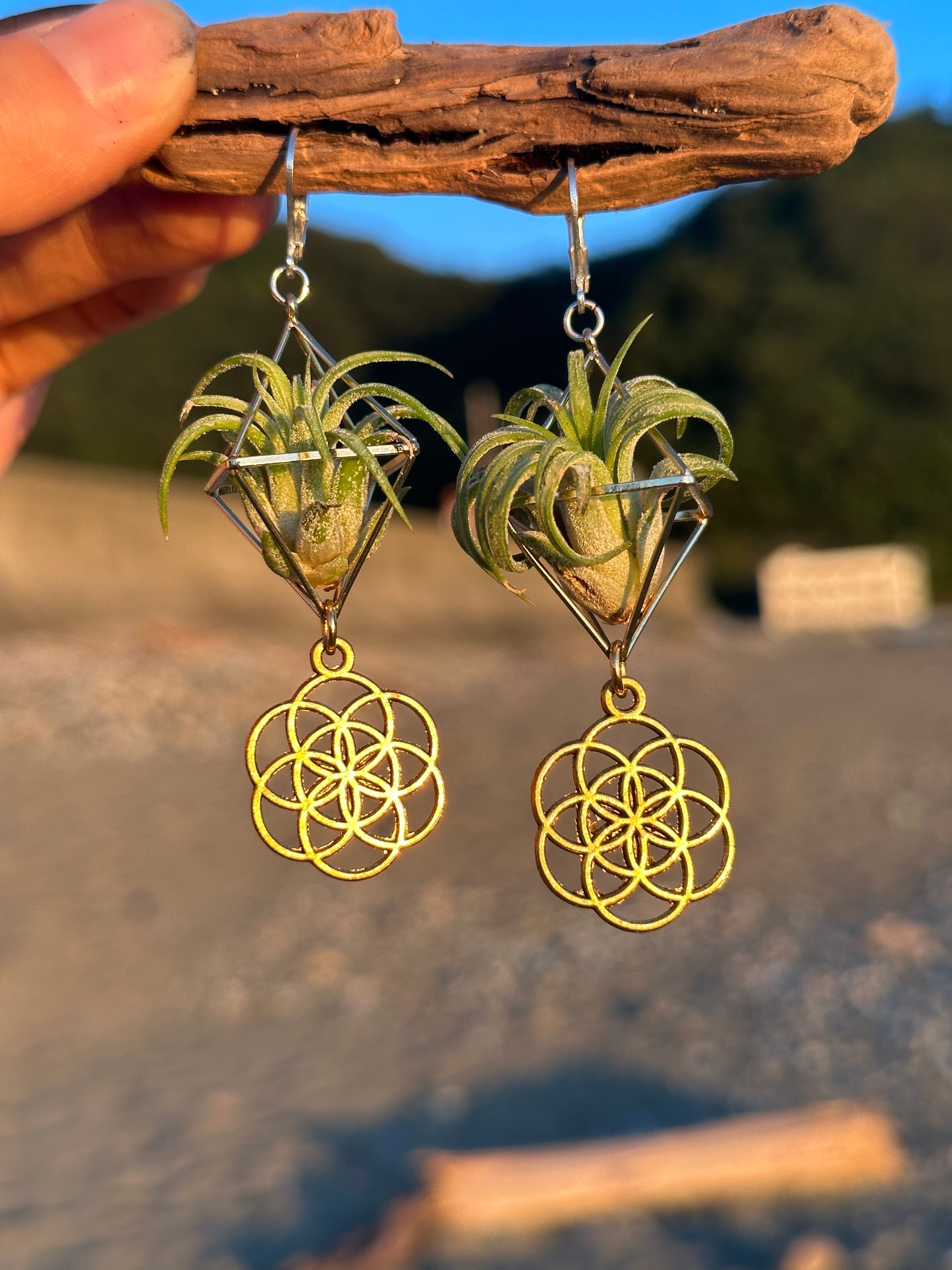 Flower of Life Air Plant Earrings