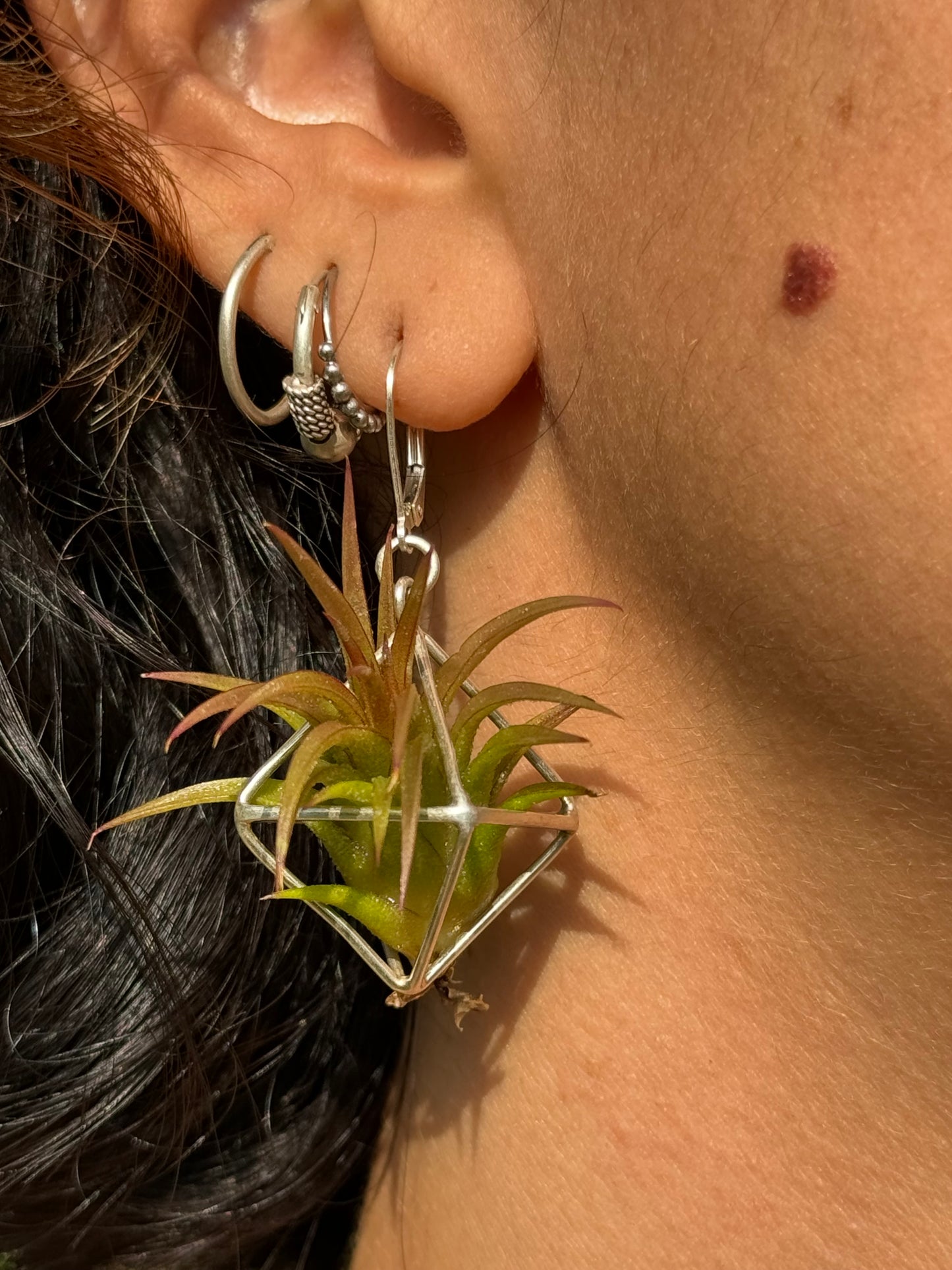 Sterling Silver Mini Octahedron Classic Air Plant Clasp Earrings