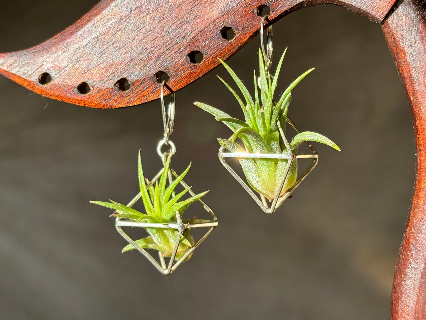 Sterling Silver Mini Octahedron Classic Air Plant Clasp Earrings