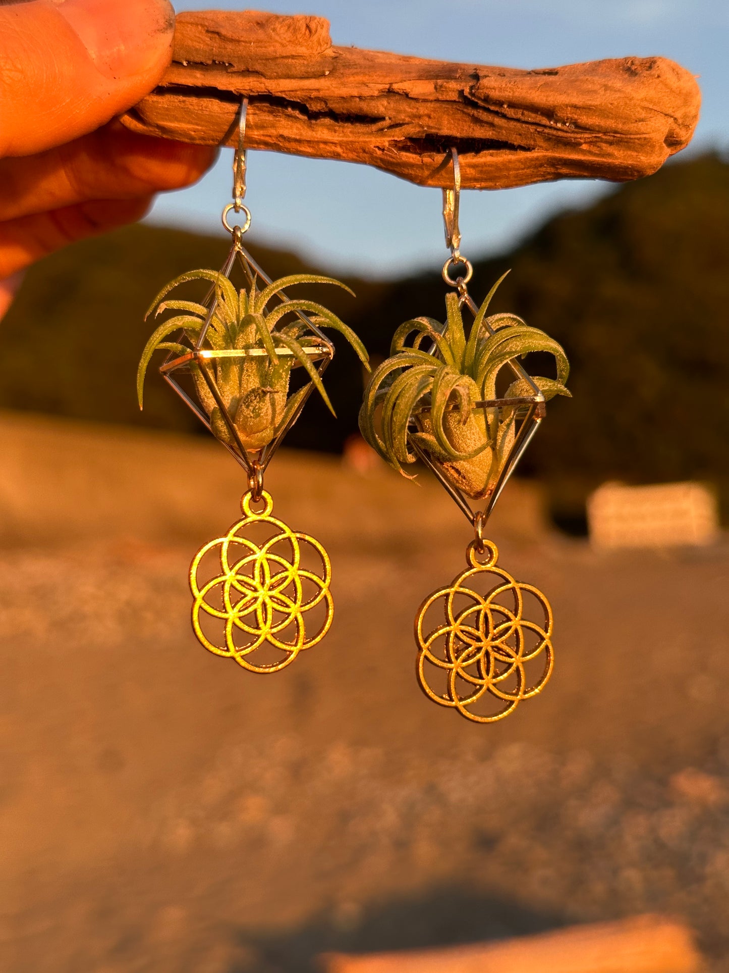 Flower of Life Air Plant Earrings