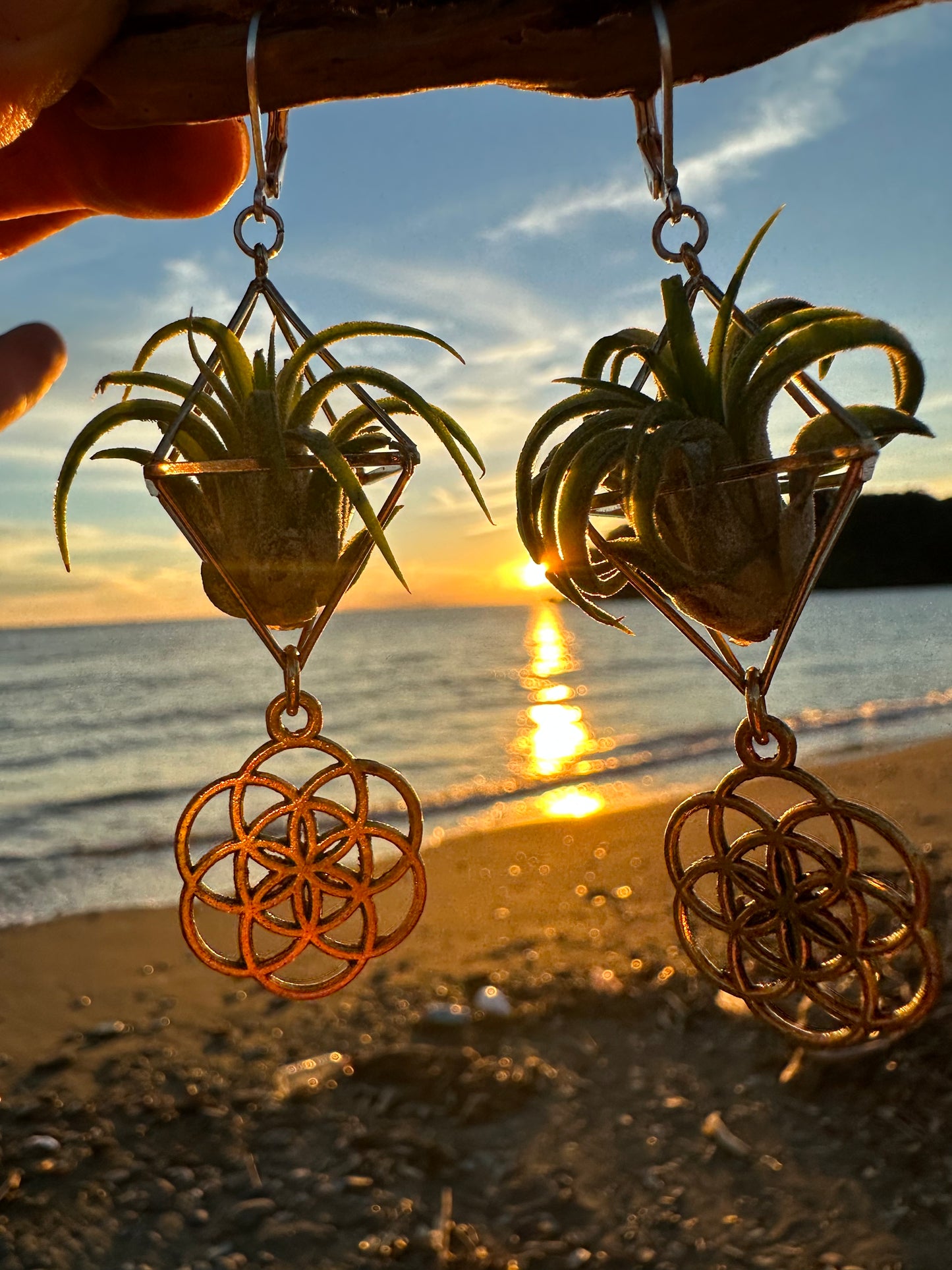 Flower of Life Air Plant Earrings