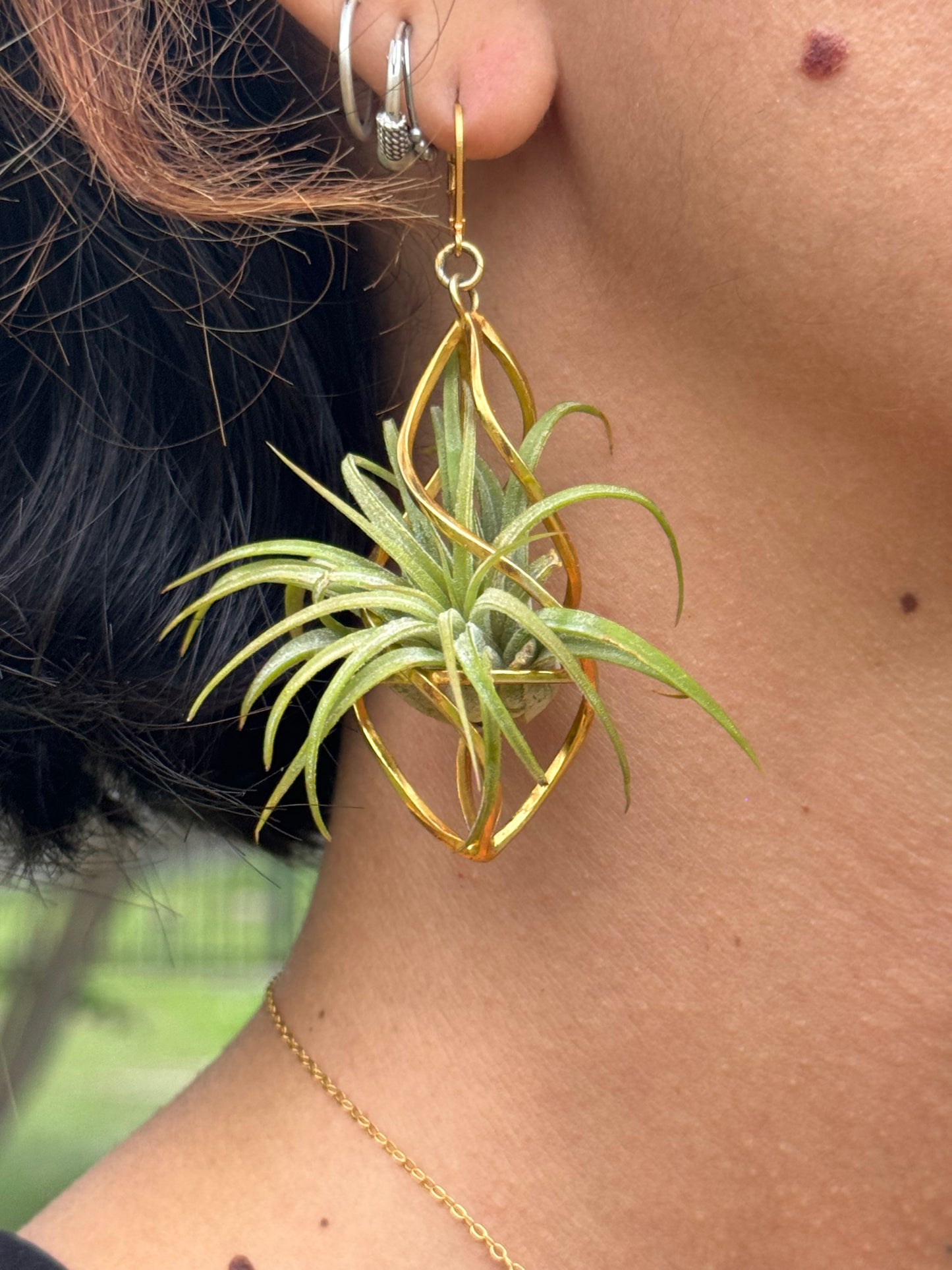 24K Gold Merkaba Ascension Air Plant Earrings ~ 3D Polyhedron Geometric Earrings
