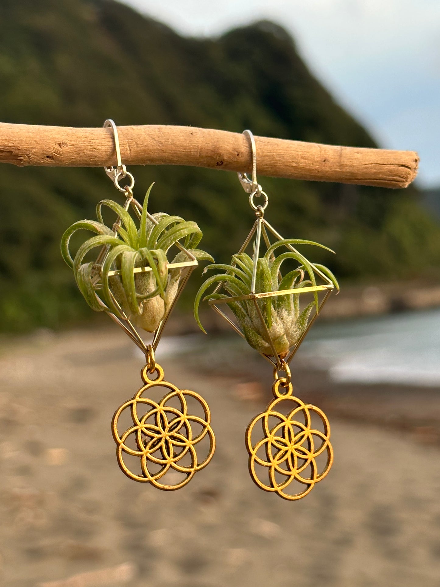 Flower of Life Air Plant Earrings