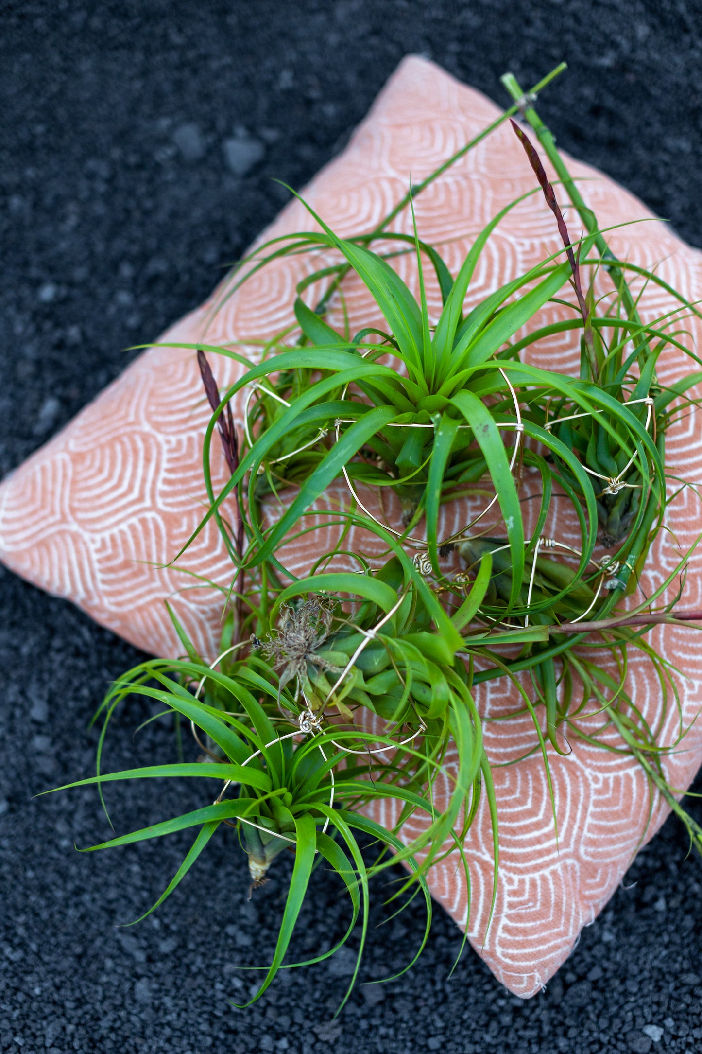 Air Plant Bridal Hoop Bouquet ~ Lives Forever