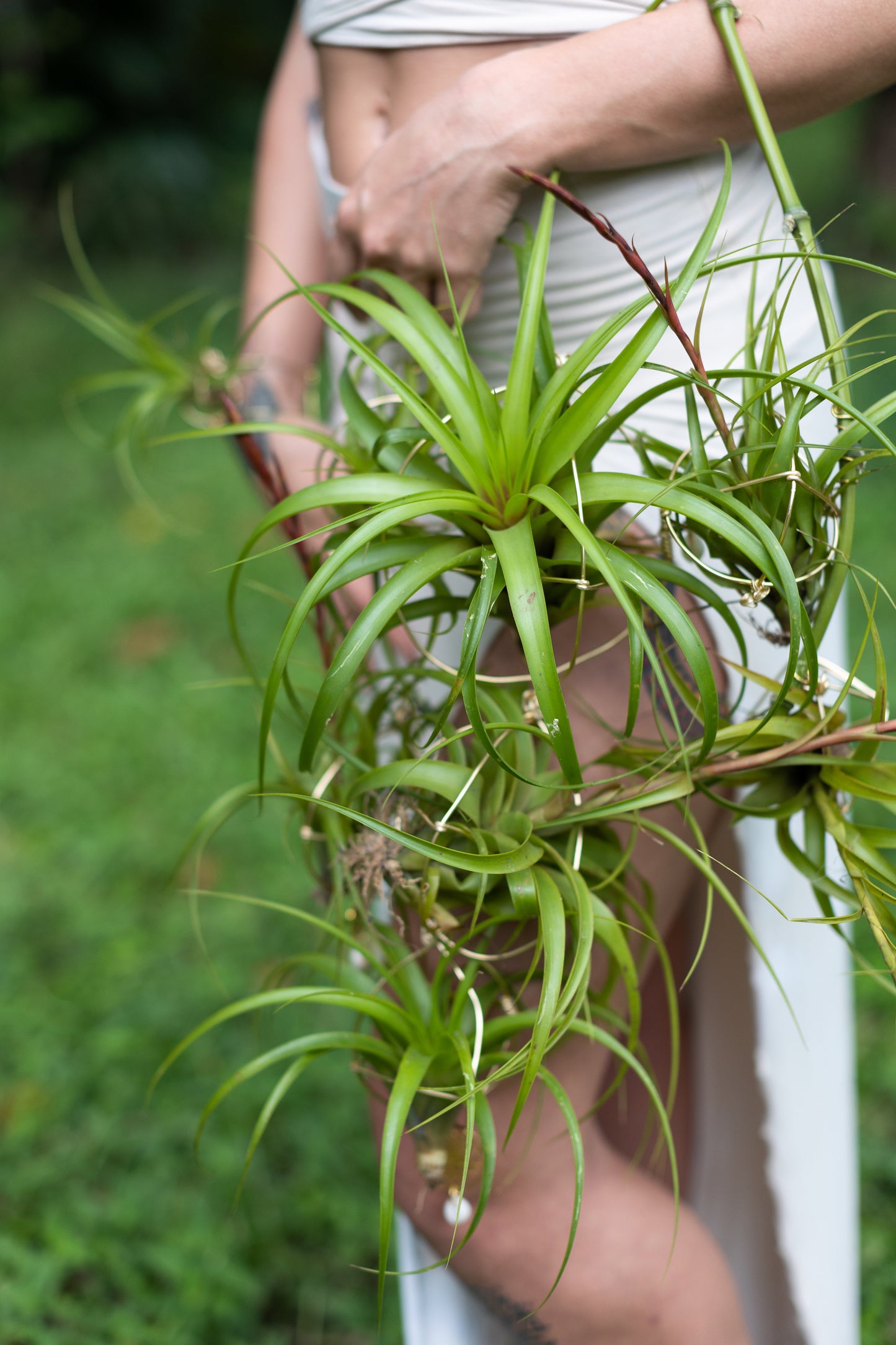 Air Plant Bridal Hoop Bouquet ~ Lives Forever