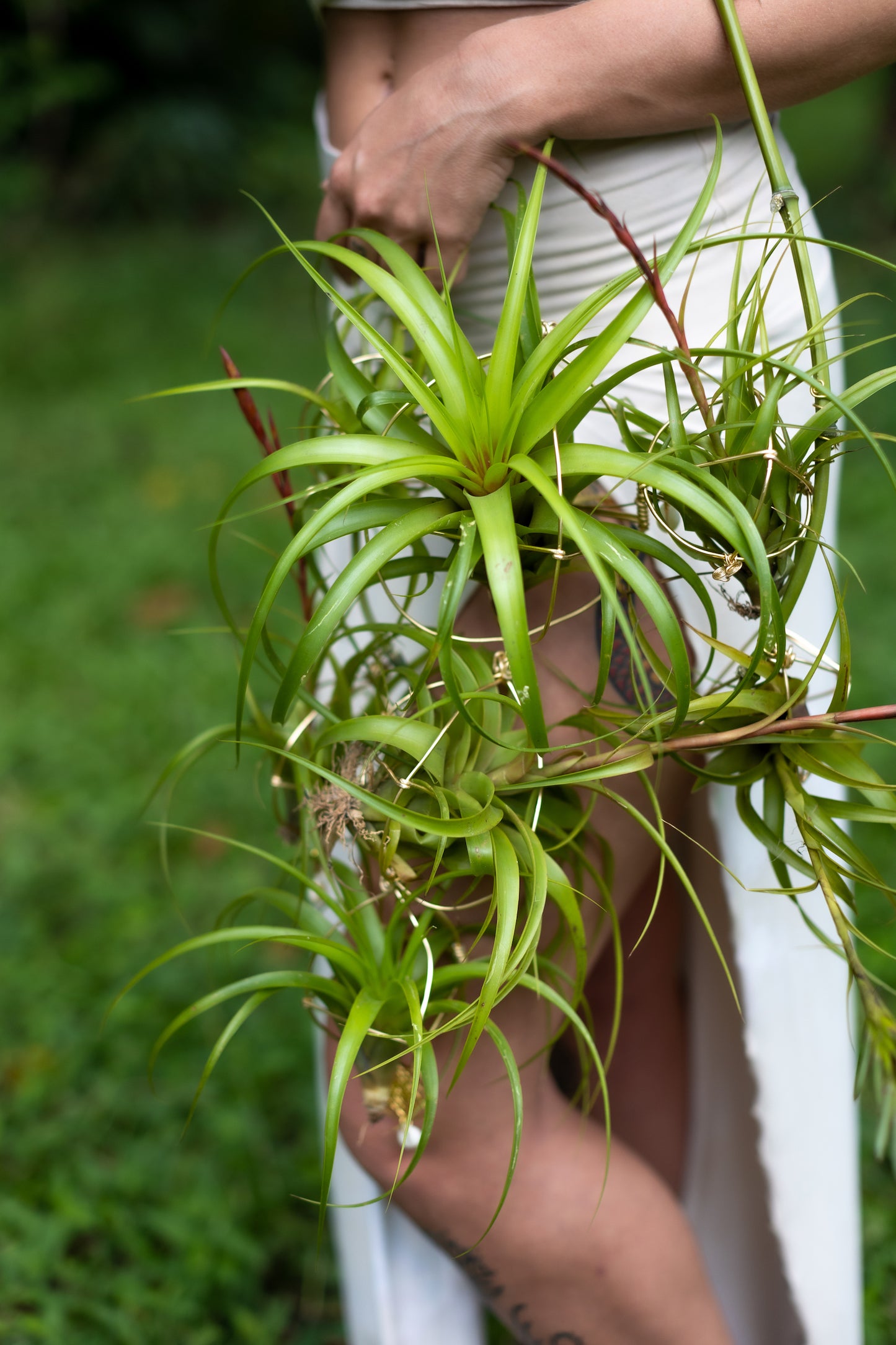 Air Plant Bridal Hoop Bouquet ~ Lives Forever