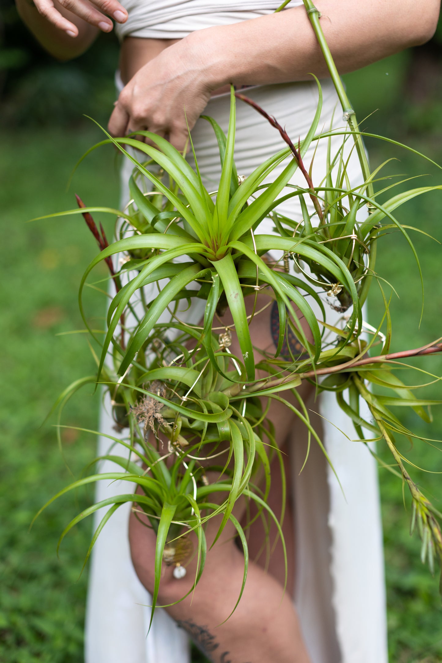 Air Plant Bridal Hoop Bouquet ~ Lives Forever
