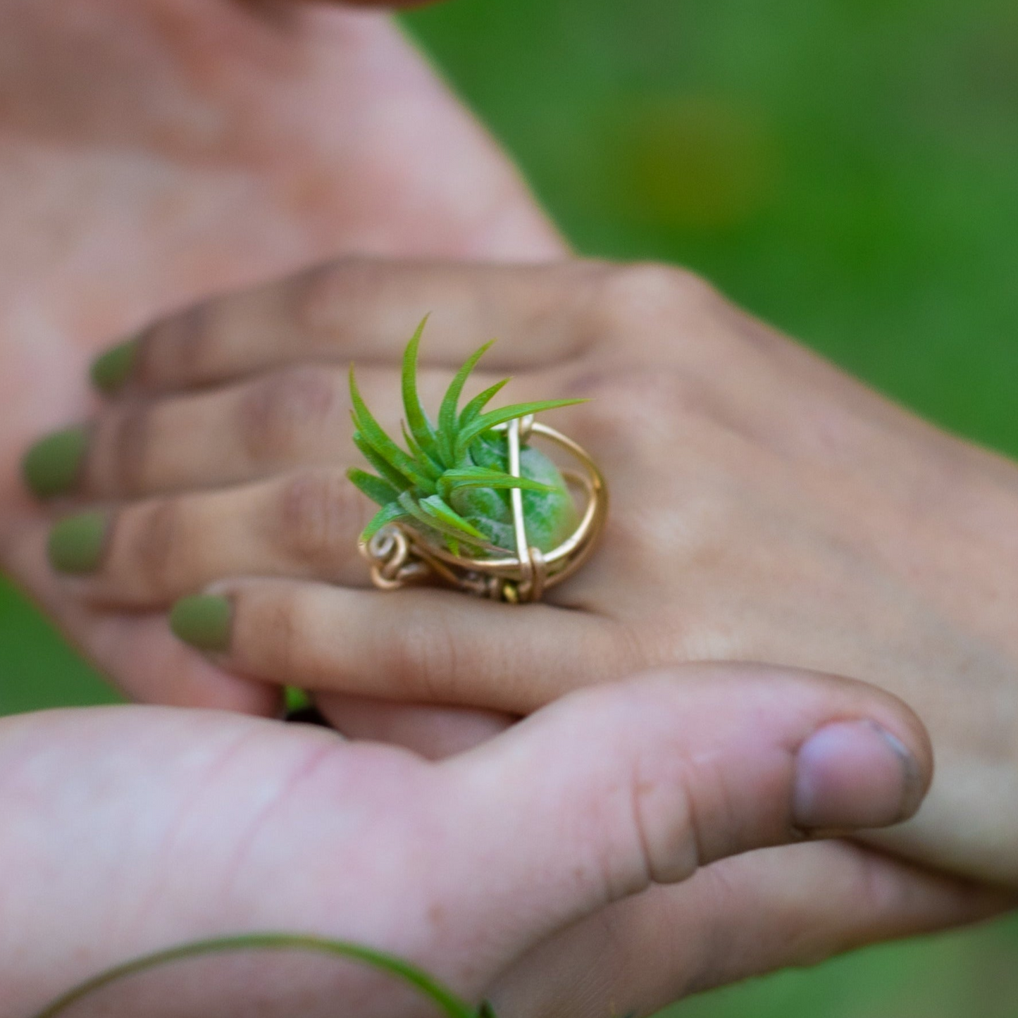 Air Plant Orb Terrarium Ring