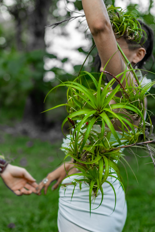Air Plant Bridal Hoop Bouquet ~ Lives Forever