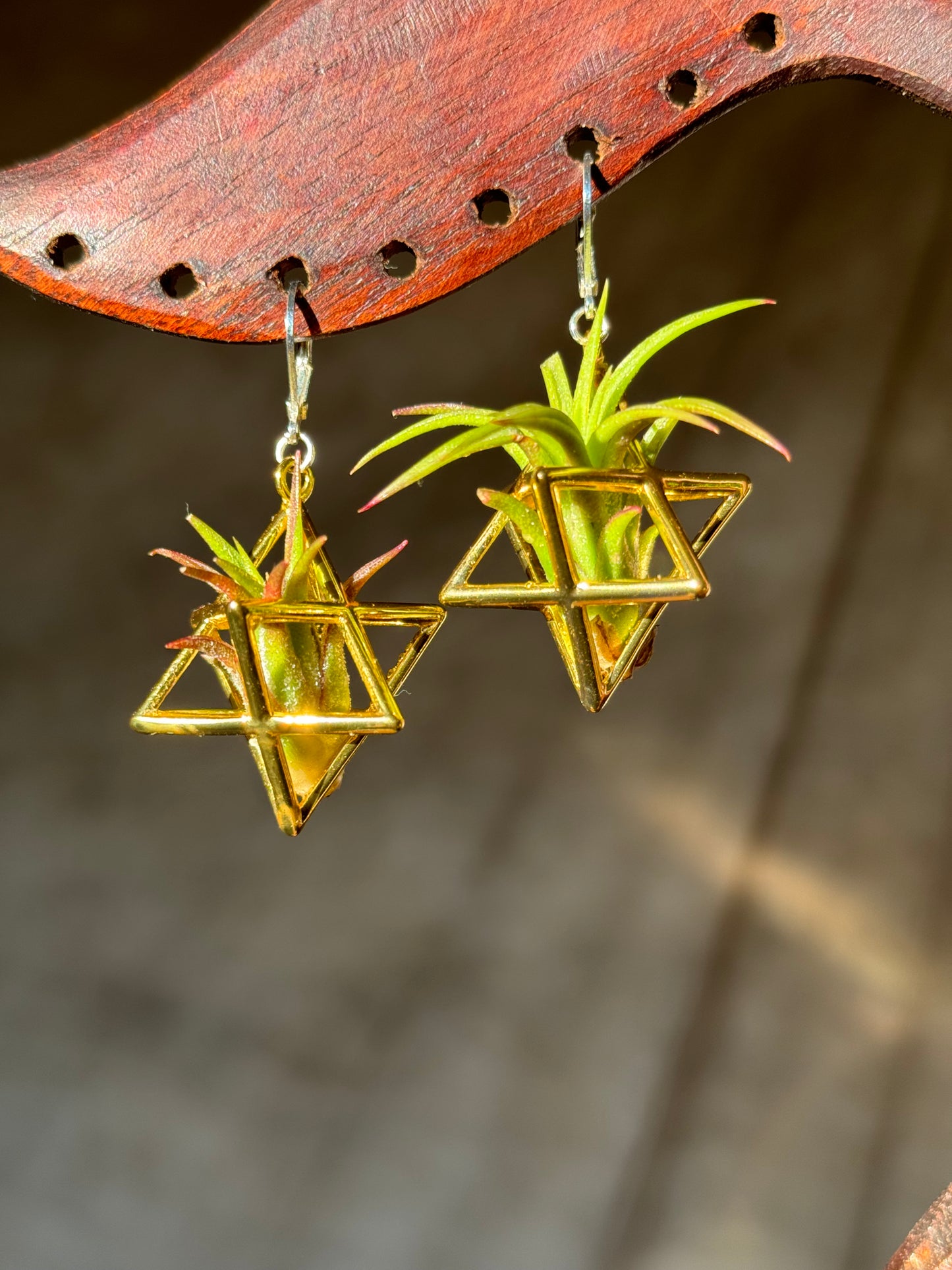 24K Gold Merkaba Ascension Air Plant Earrings ~ 3D Polyhedron Geometric Earrings