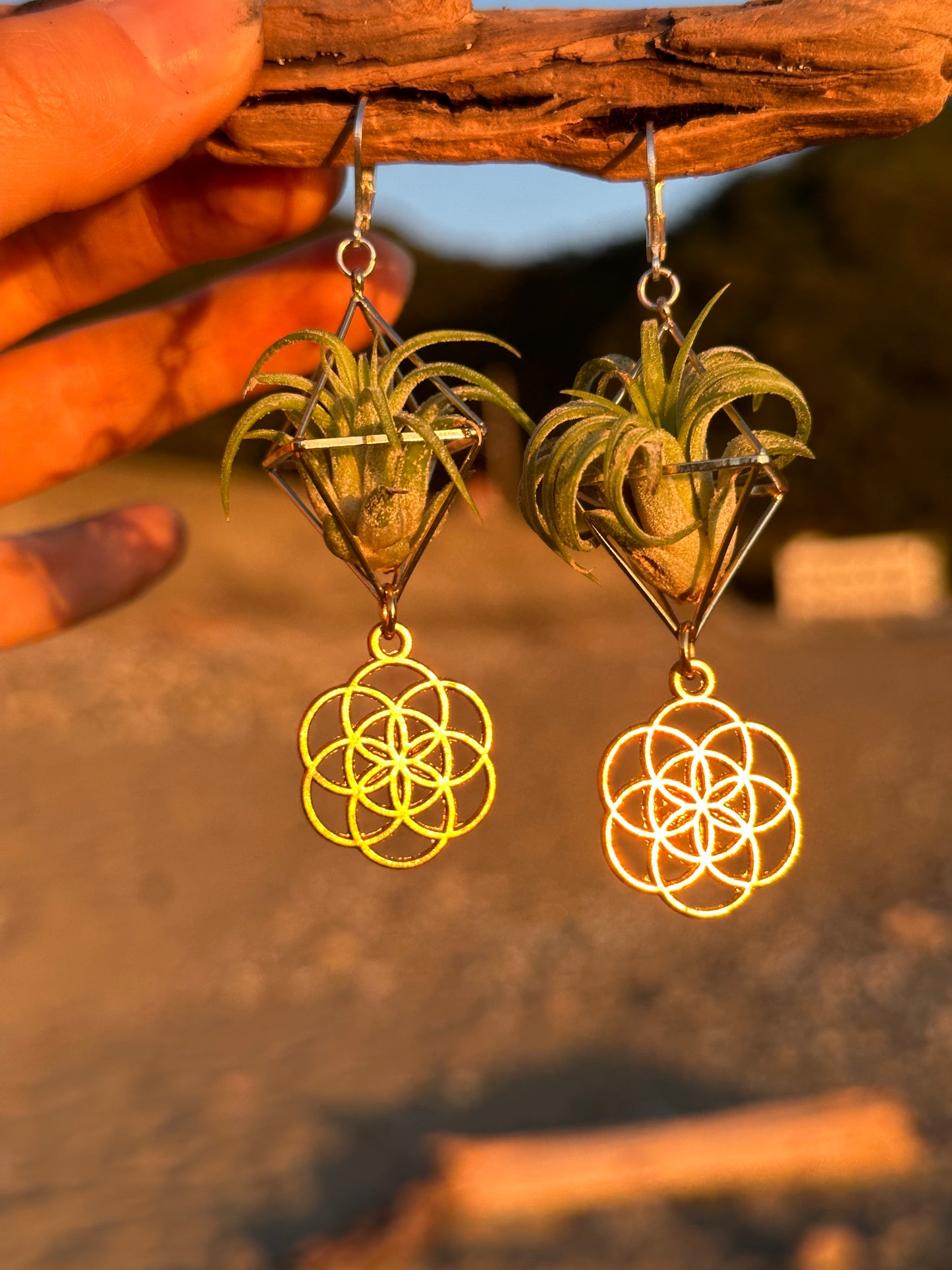 Flower of Life Air Plant Earrings