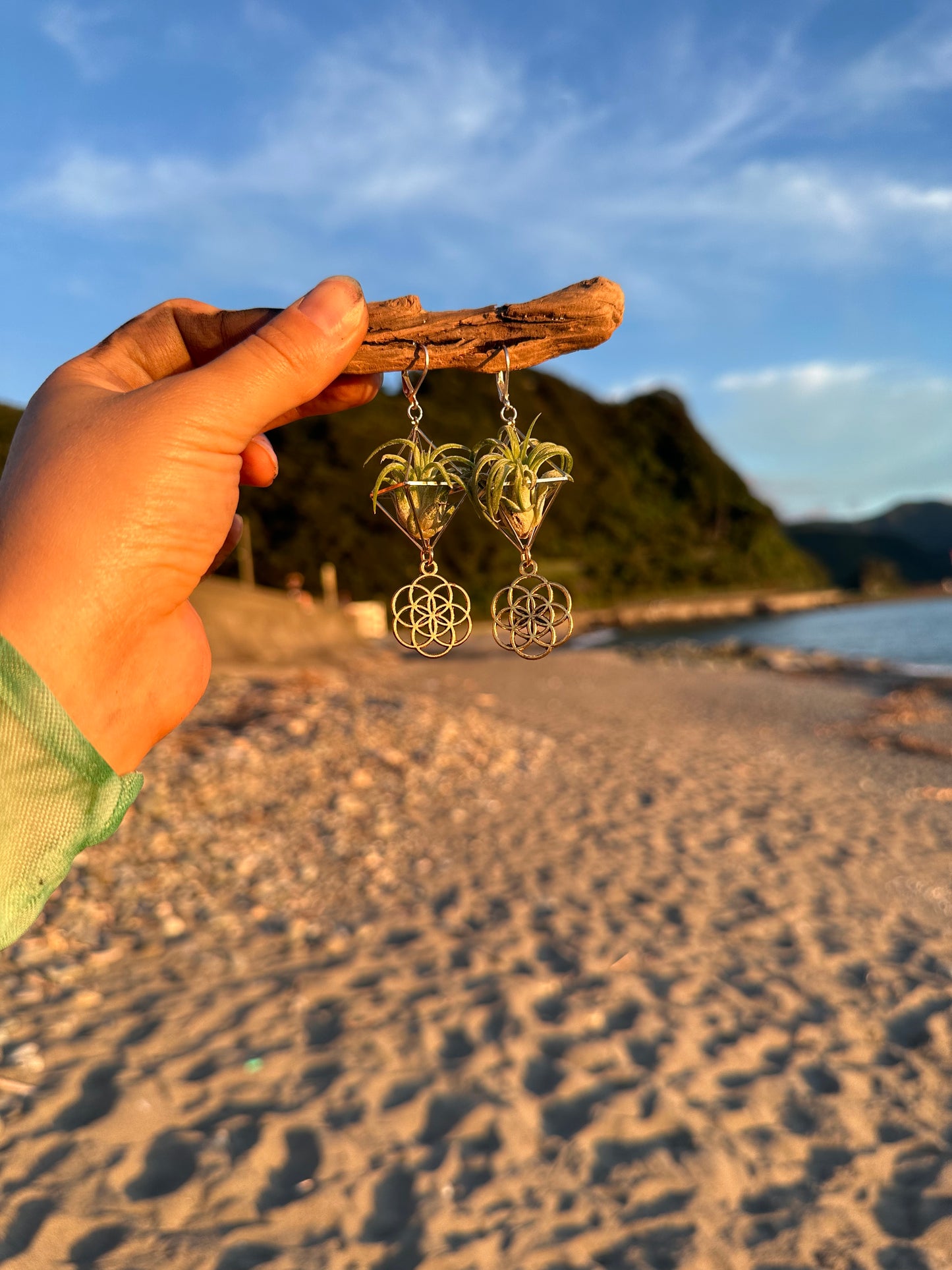 Flower of Life Air Plant Earrings
