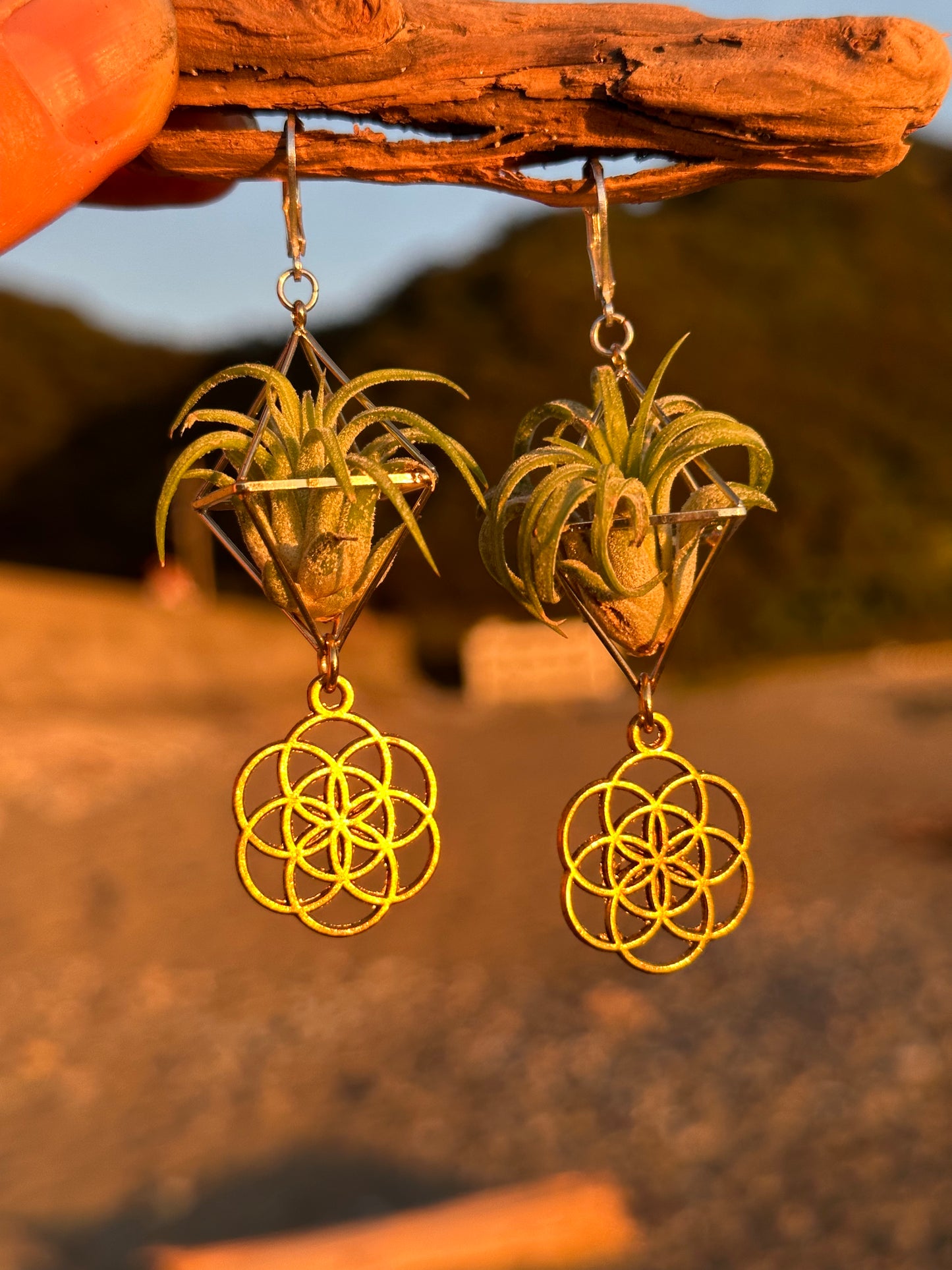 Flower of Life Air Plant Earrings