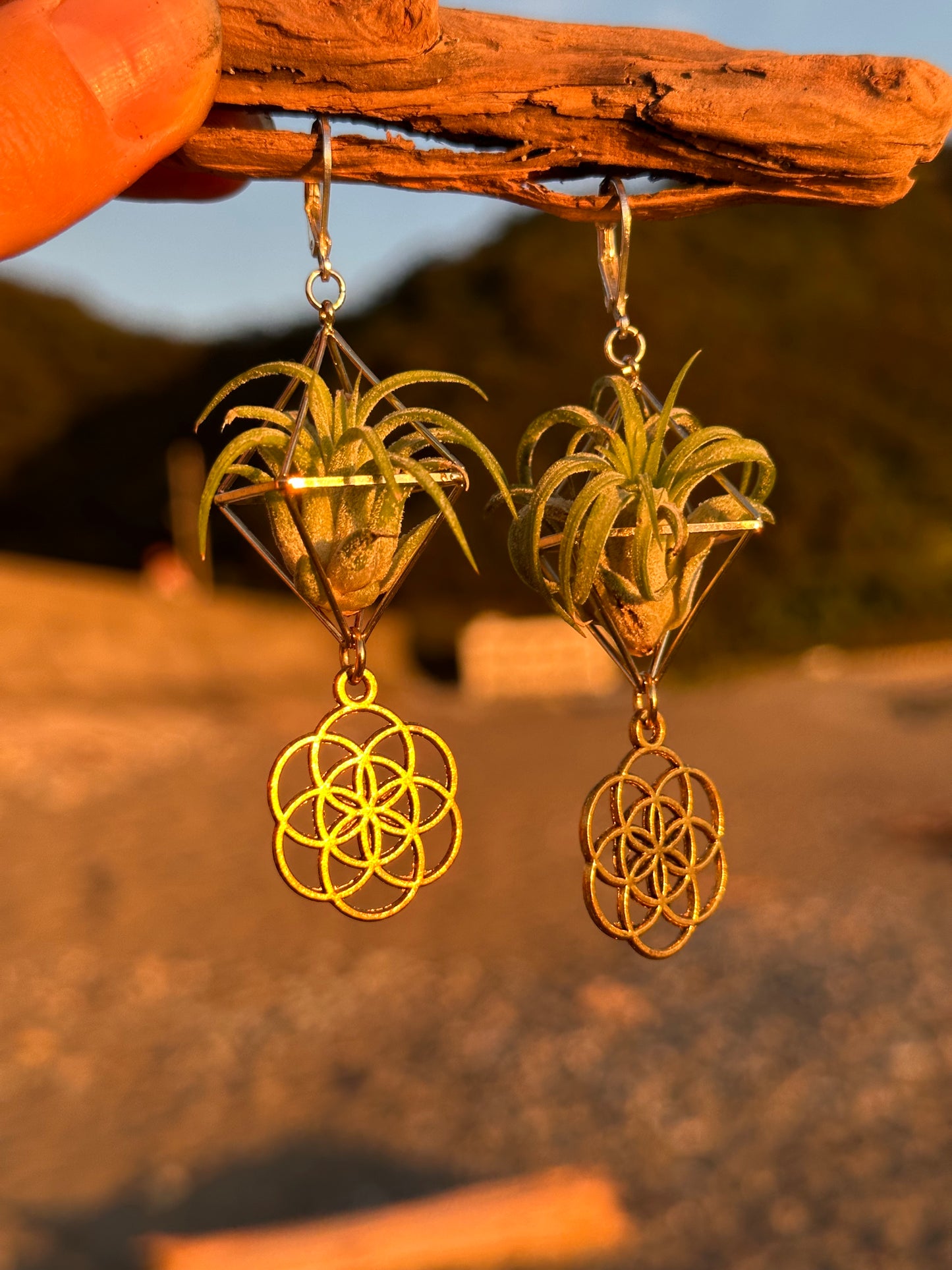 Flower of Life Air Plant Earrings