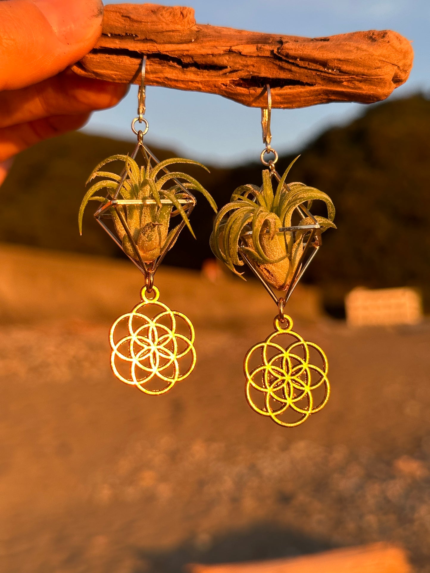 Flower of Life Air Plant Earrings