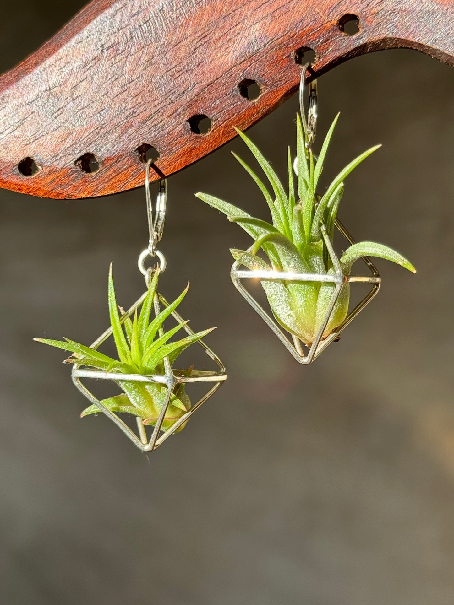 Sterling Silver Mini Octahedron Classic Air Plant Clasp Earrings