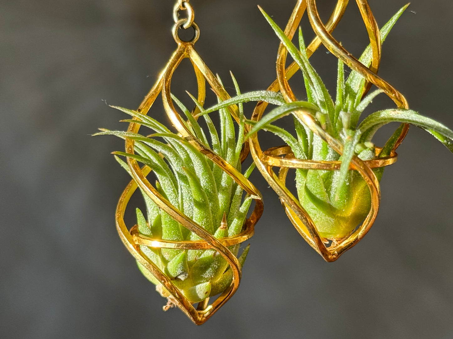 24K Gold Spiral Spindel Air Plant Earrings ~ Luxury Geometric Earrings