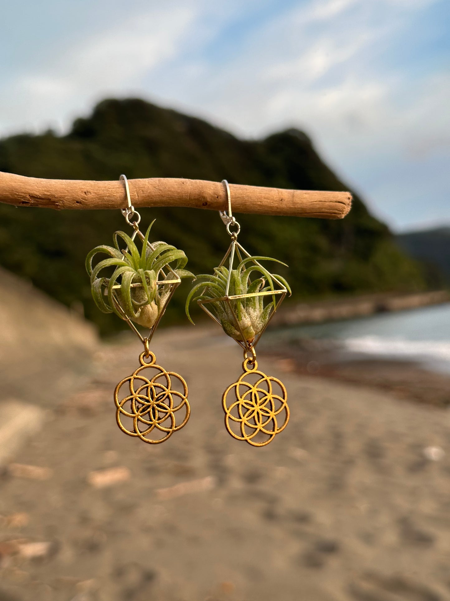 Flower of Life Air Plant Earrings
