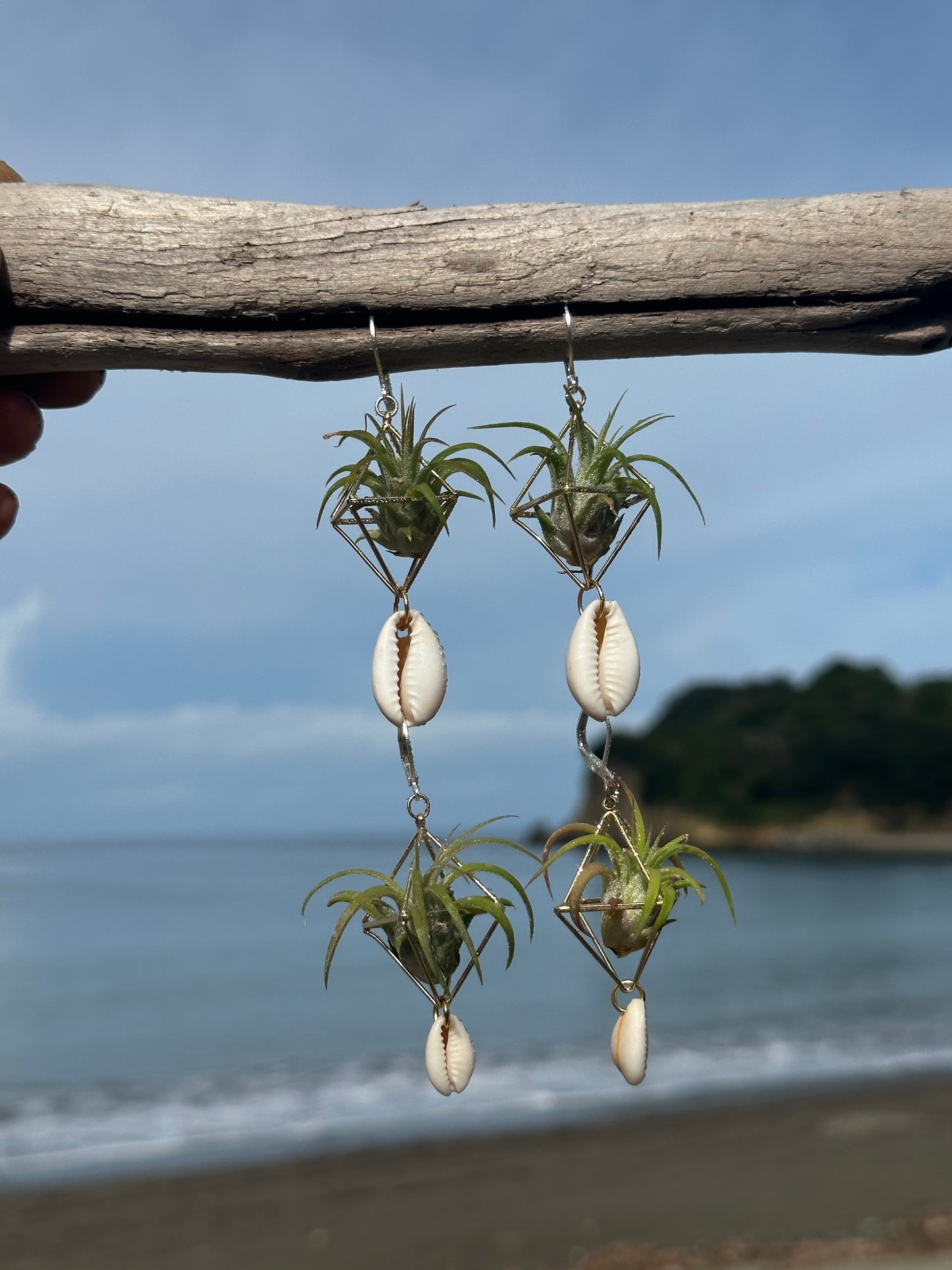 Cowrie Shell Air Plant Earring Clips