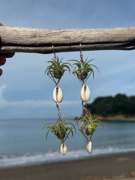 Cowrie Shell Air Plant Earring Clips