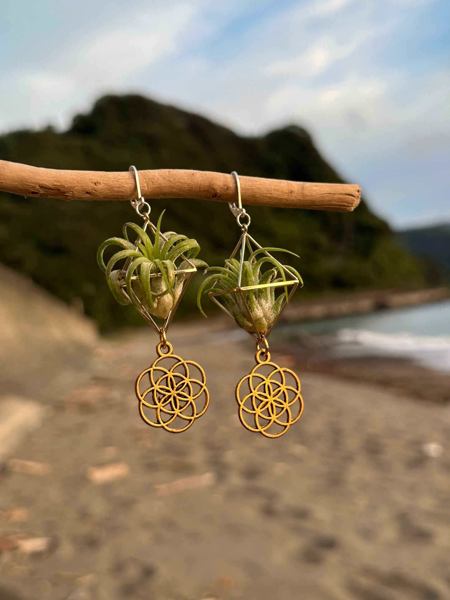 Flower of Life Air Plant Earrings
