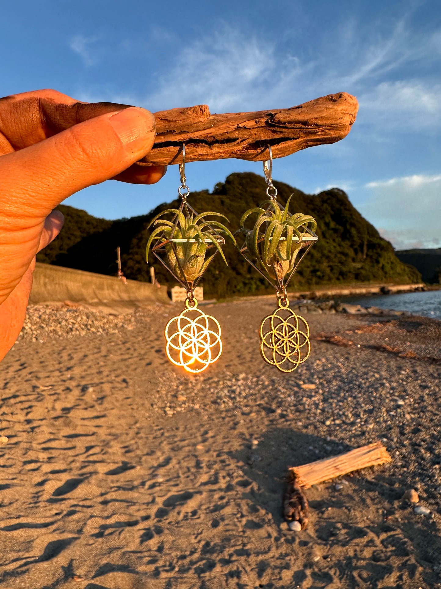 Flower of Life Air Plant Earrings