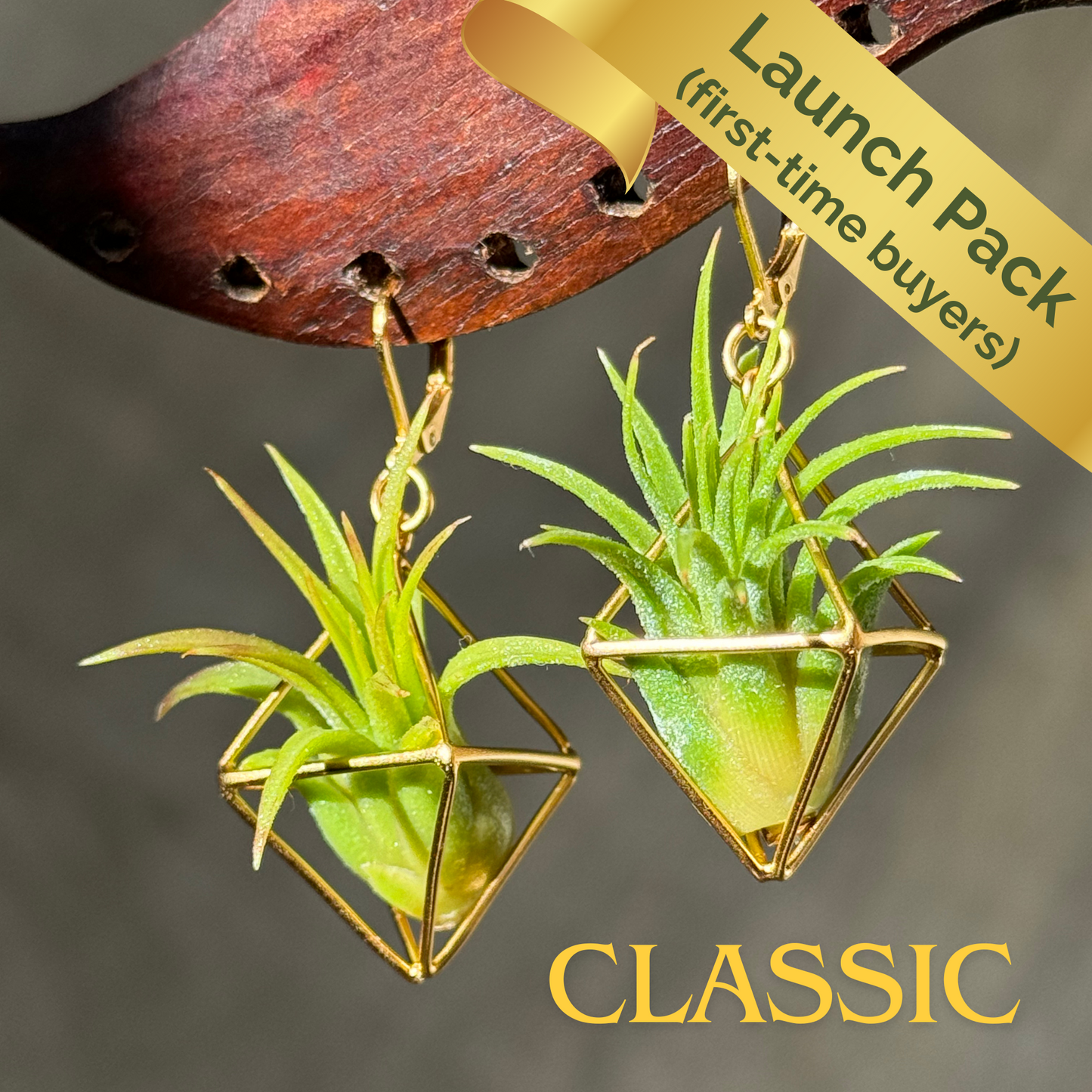 10 - 15 PAIRS - CLASSIC AIR PLANT EARRINGS - ENTRY WHOLESALE PACKAGE x 50% DISCOUNT