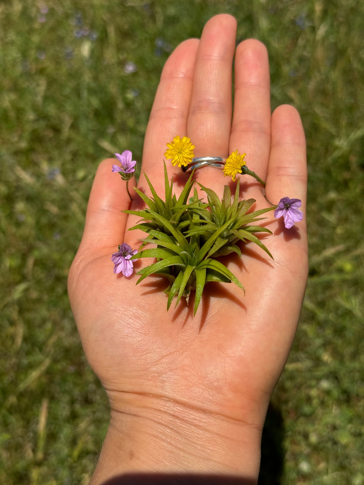 Air Plant Jewelry Replacement Plant (5 Sizes)