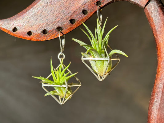Sterling Silver Mini Octahedron Classic Air Plant Clasp Earrings