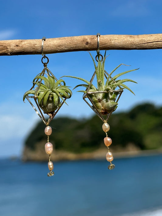 Pearl Dangle Air Plant Earrings