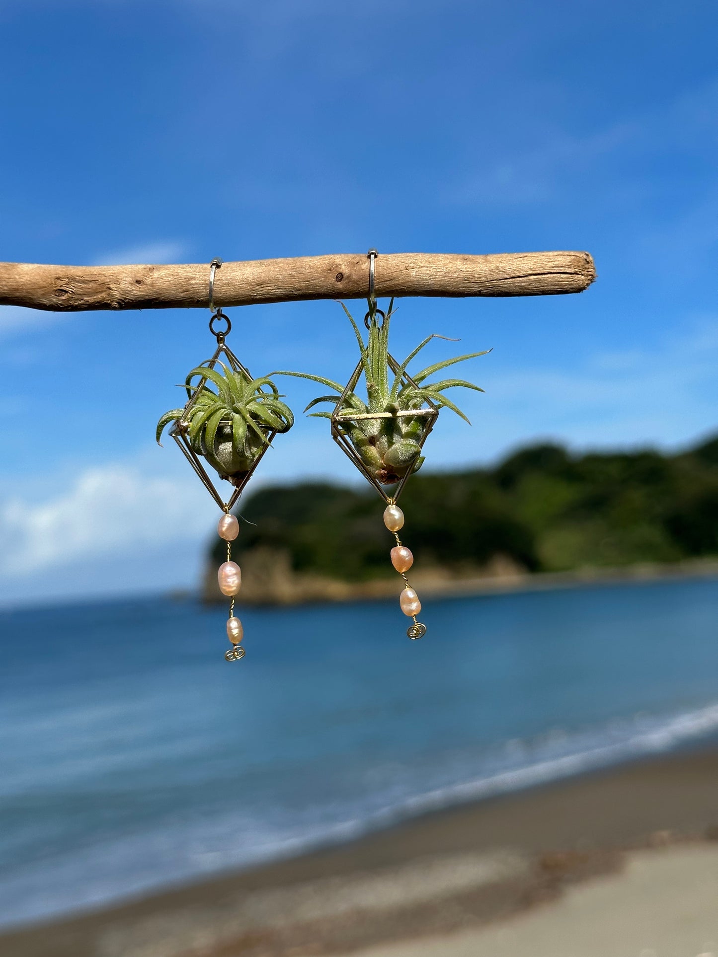 Pearl Dangle Air Plant Earrings