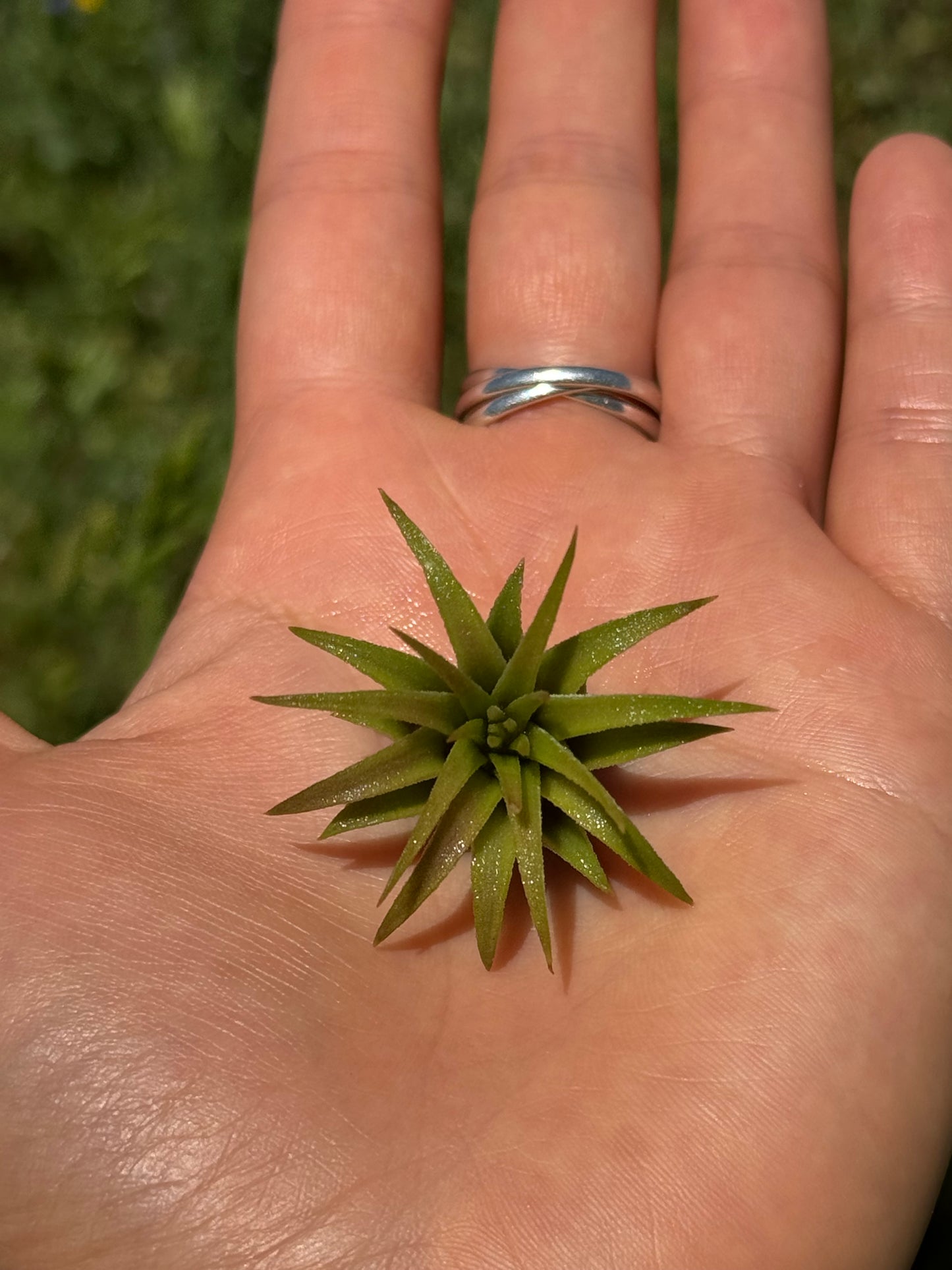 Air Plant Jewelry Replacement Plant (5 Sizes)