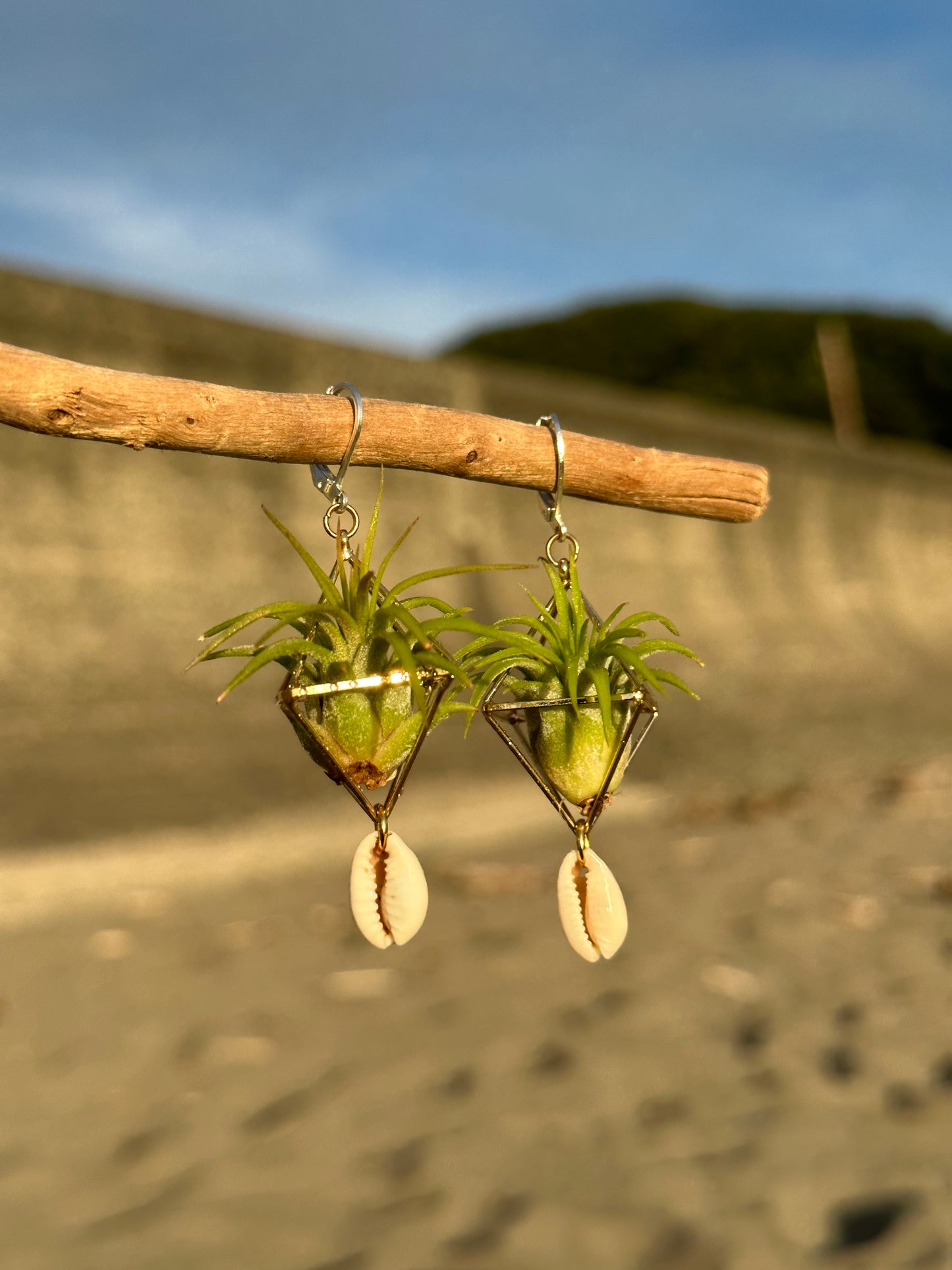 Cowrie Shell Air Plant Earring Clips