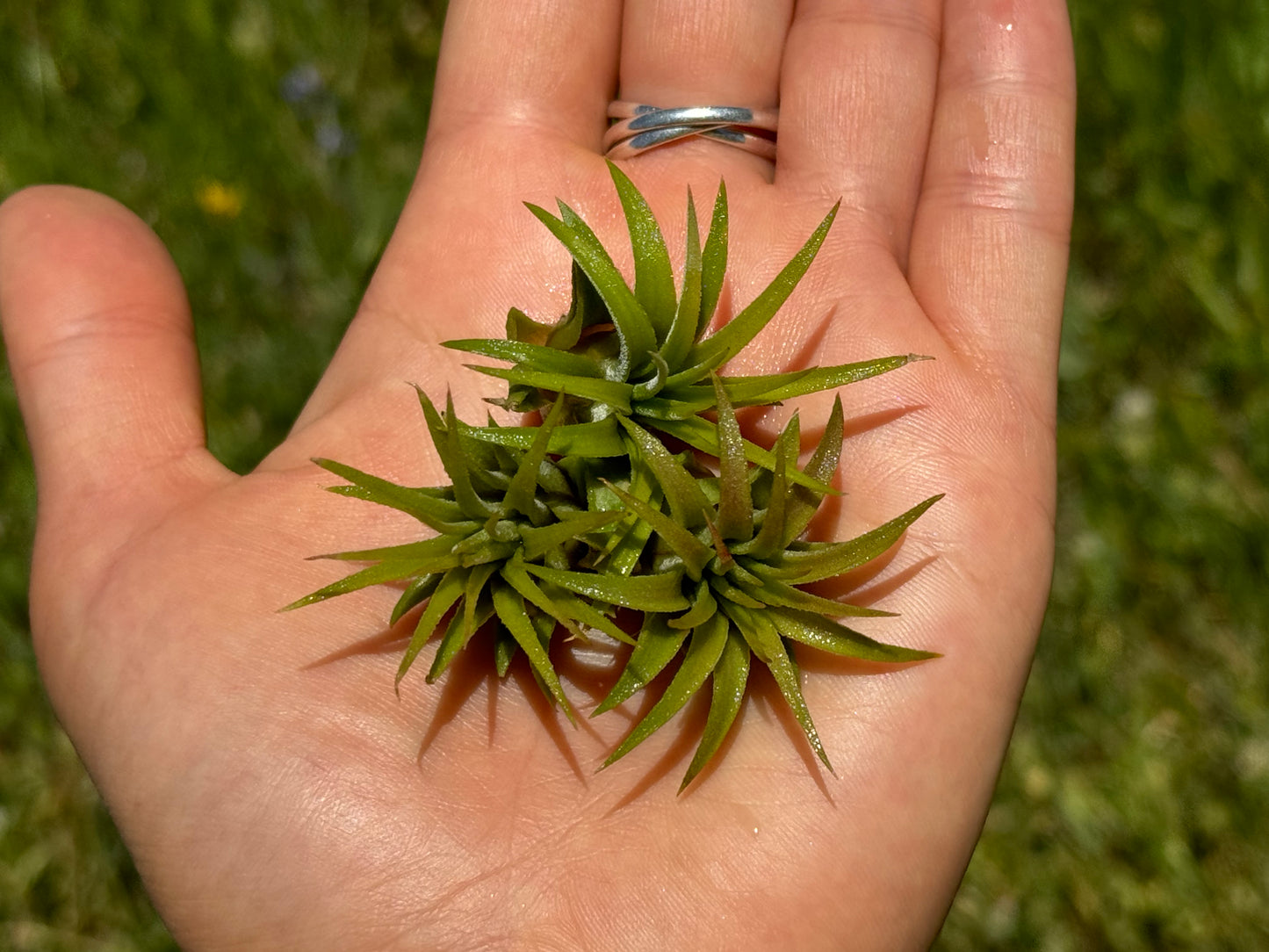 Air Plant Jewelry Replacement Plant (5 Sizes)