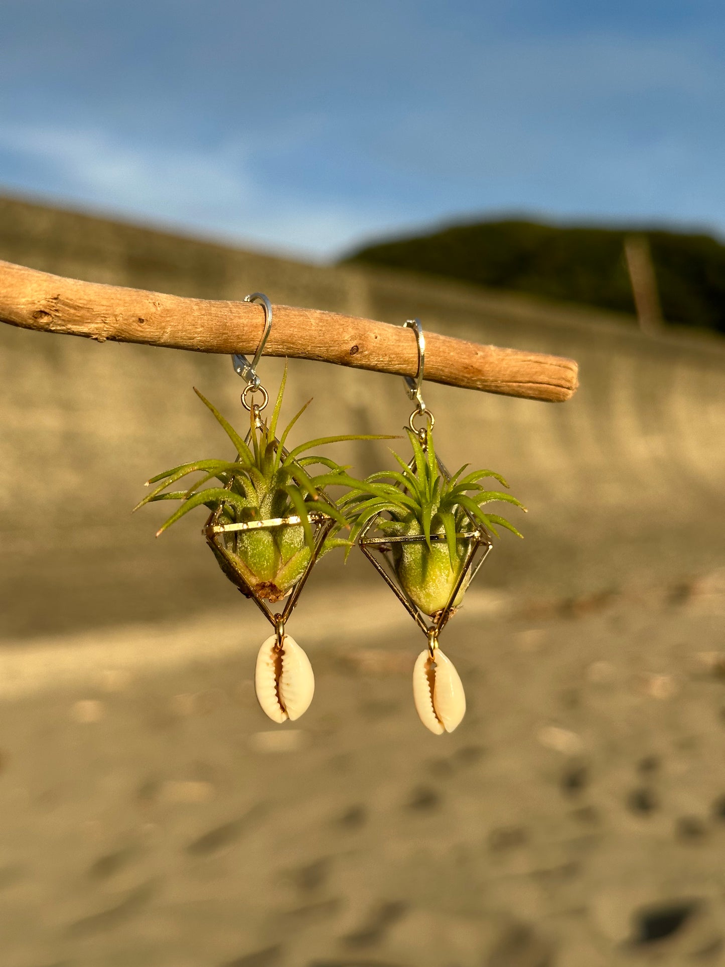 Cowrie Shell Air Plant Earring Clips