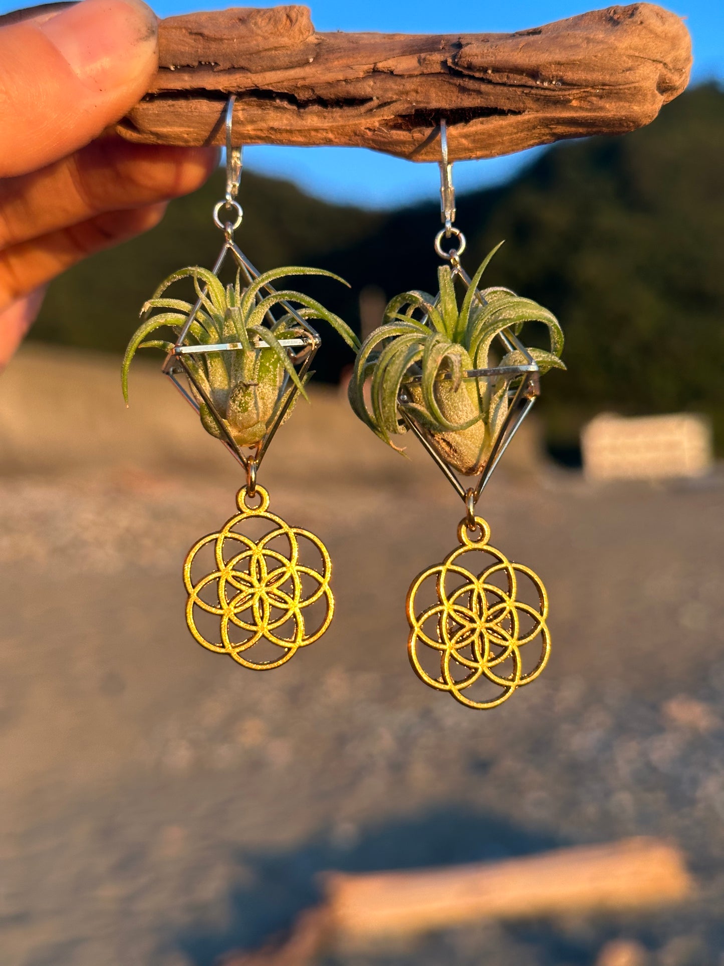 Flower of Life Air Plant Earrings