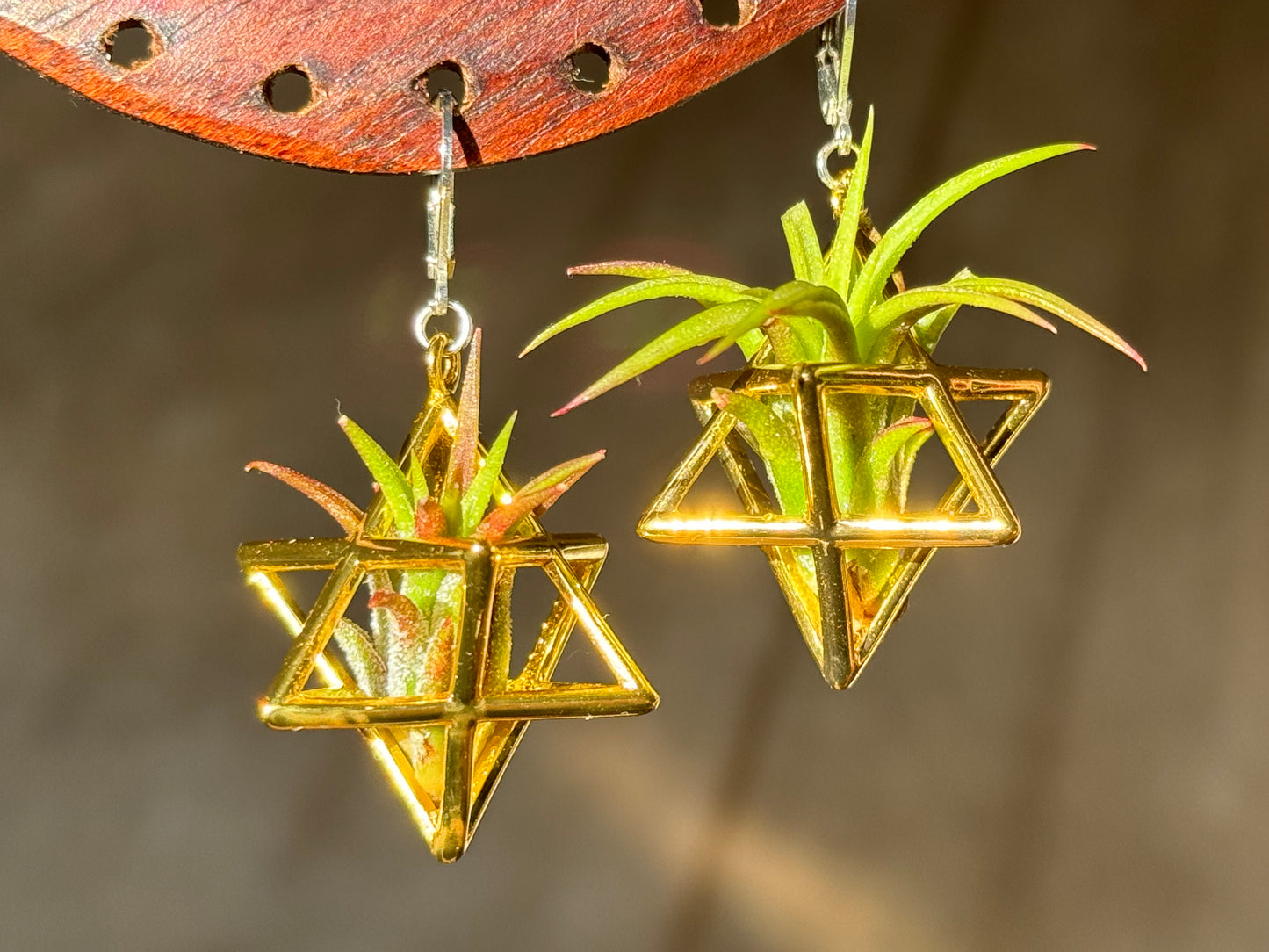 24K Gold Merkaba Ascension Air Plant Earrings ~ 3D Polyhedron Geometric Earrings