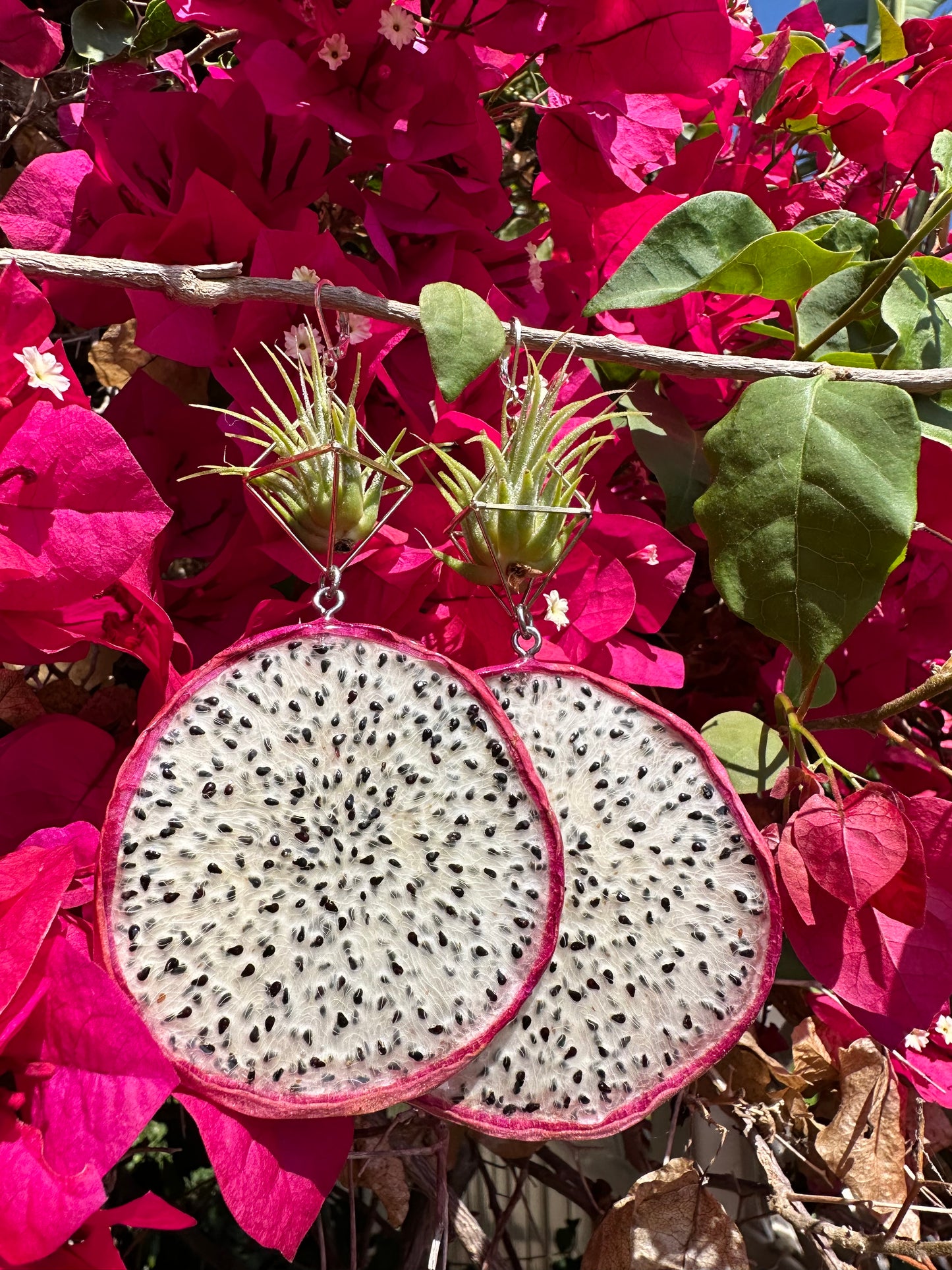 Real Dragon Fruit Air Plant Earrings: Juicy Jungle Collab with @slicesofcitrus