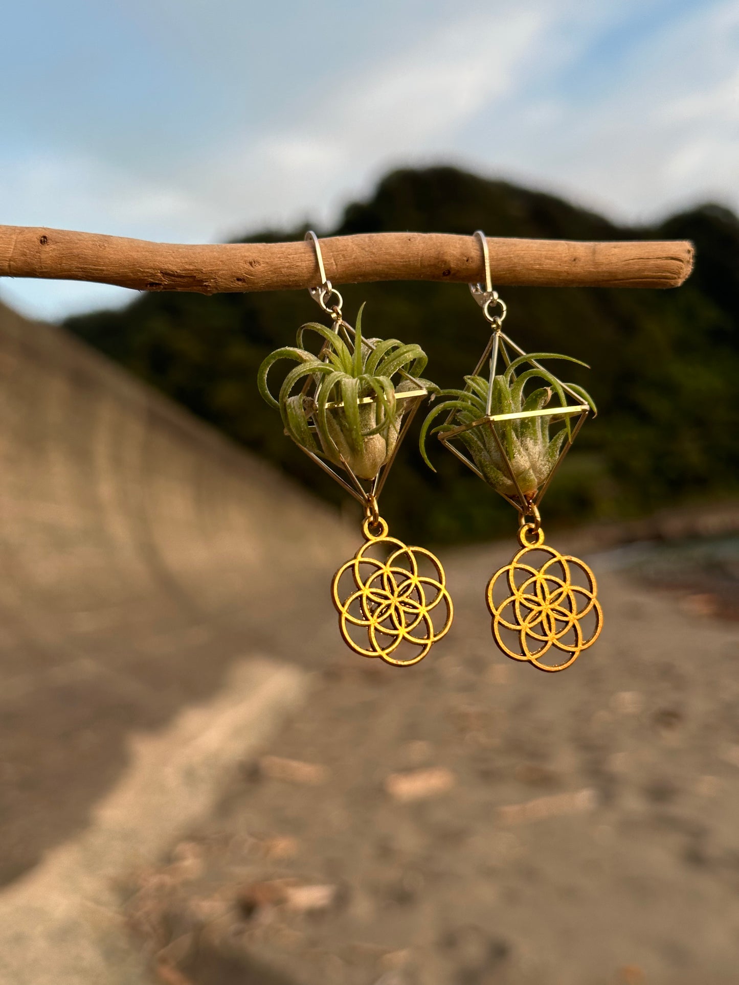Flower of Life Air Plant Earrings