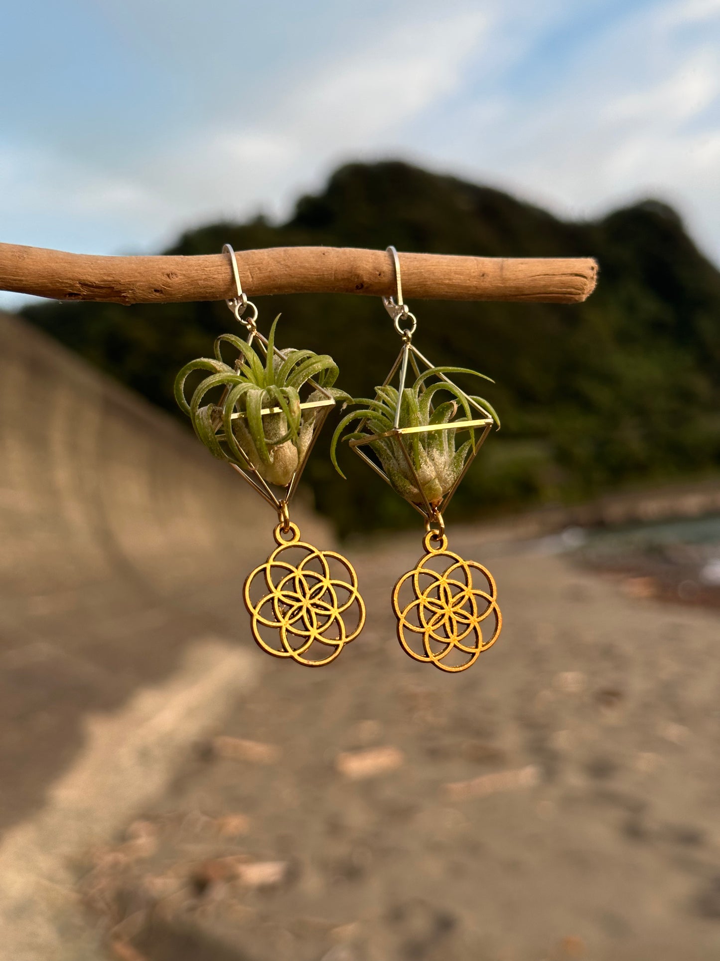Flower of Life Air Plant Earrings