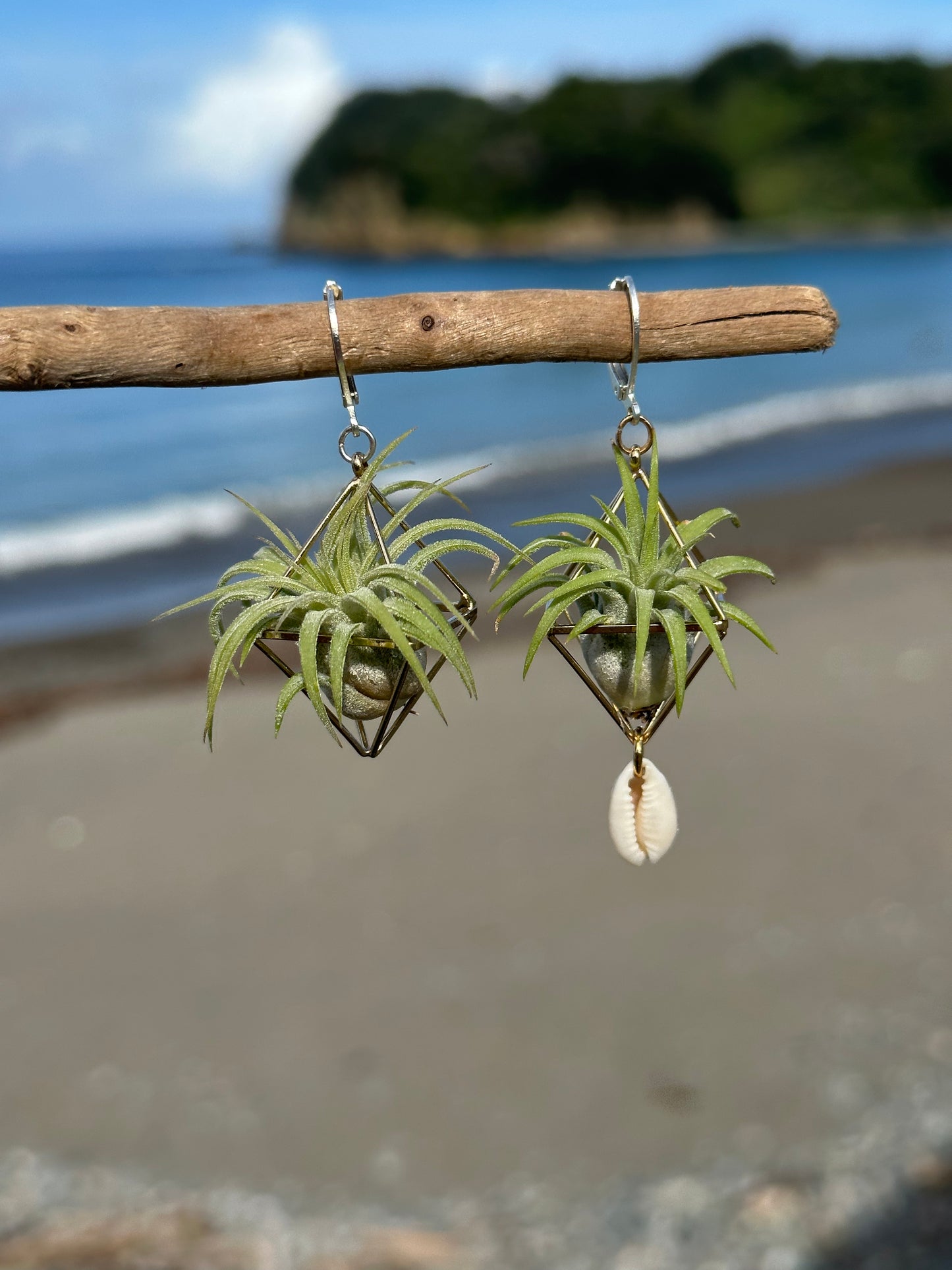 Cowrie Shell Air Plant Earring Clips