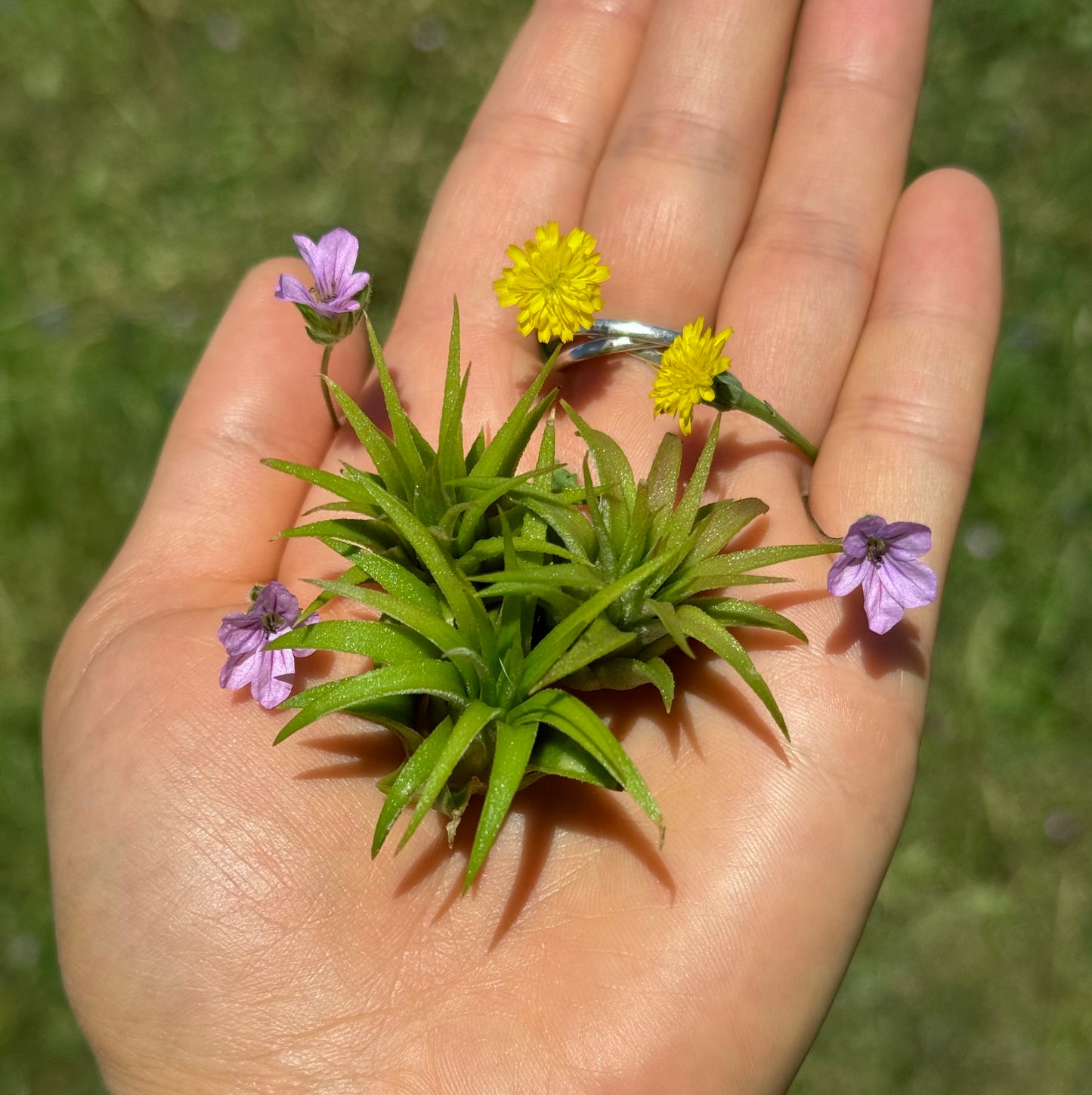 Air Plant Jewelry Replacement Plant (5 Sizes)
