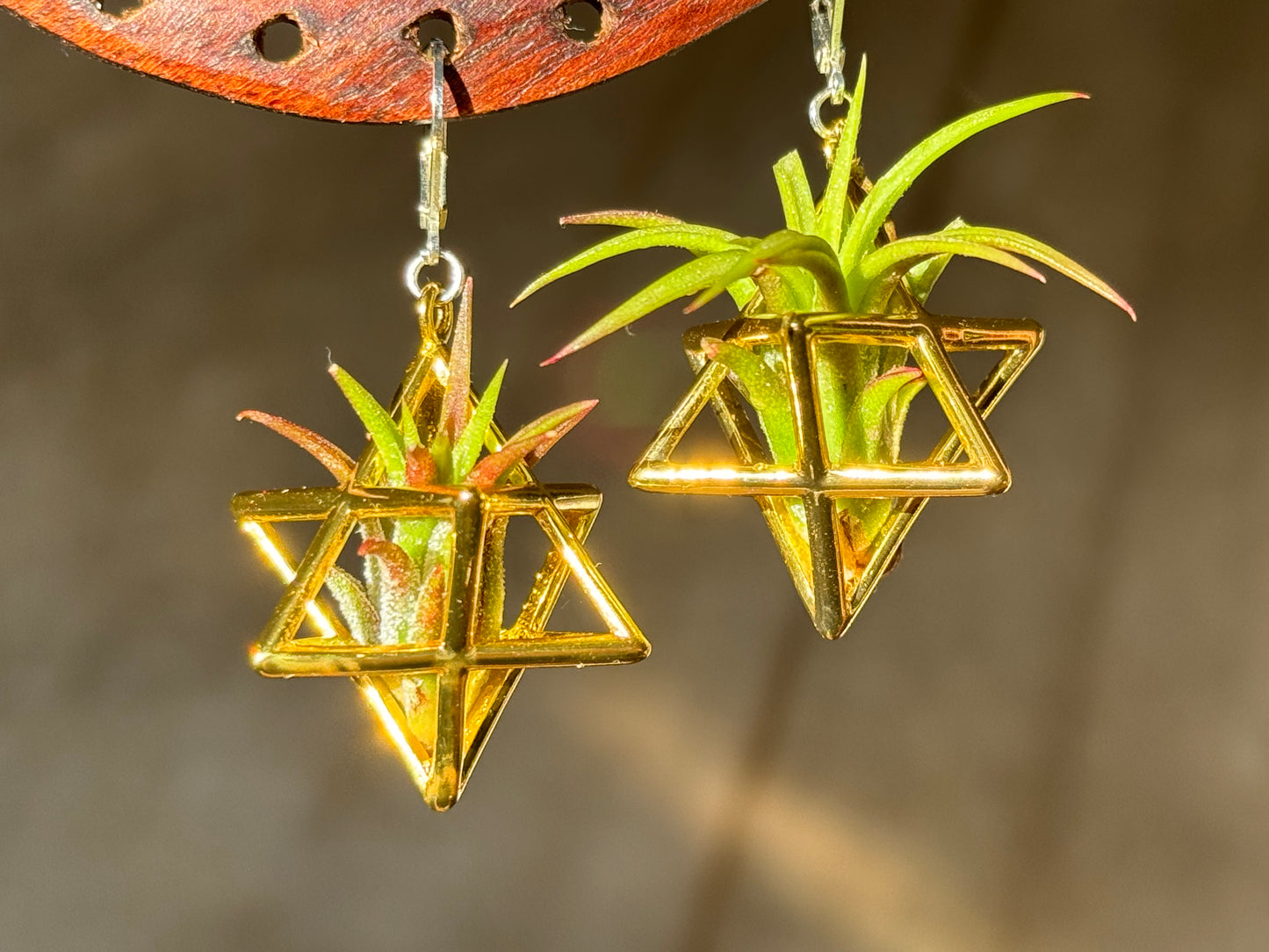 24K Gold Merkaba Ascension Air Plant Earrings ~ 3D Polyhedron Geometric Earrings