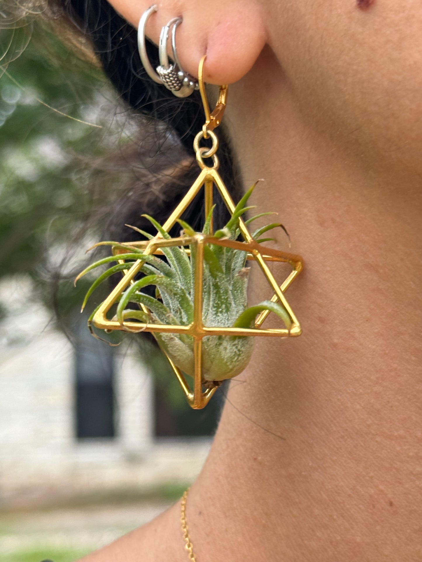 24K Gold Merkaba Ascension Air Plant Earrings ~ 3D Polyhedron Geometric Earrings