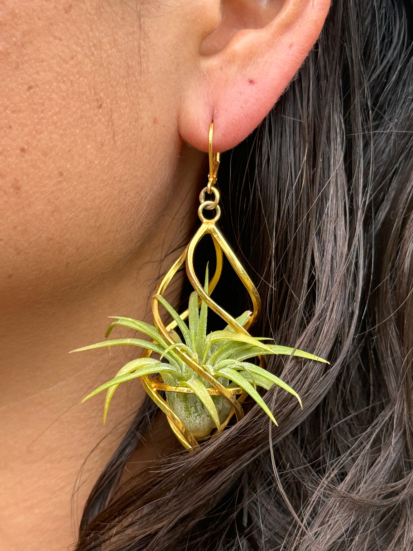 24K Gold Spiral Spindel Air Plant Earrings ~ Luxury Geometric Earrings