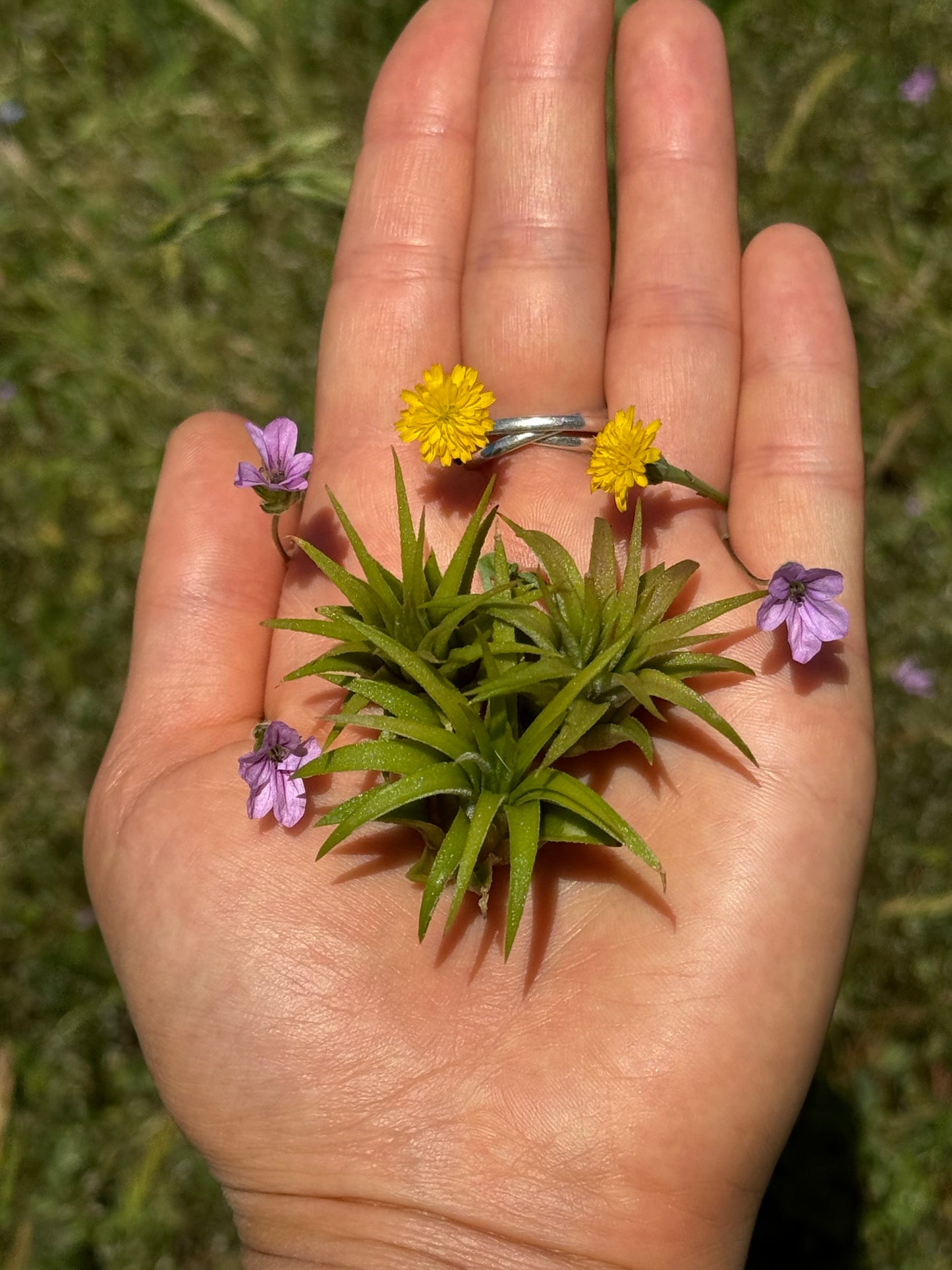 Air Plant Jewelry Replacement Plant (5 Sizes)